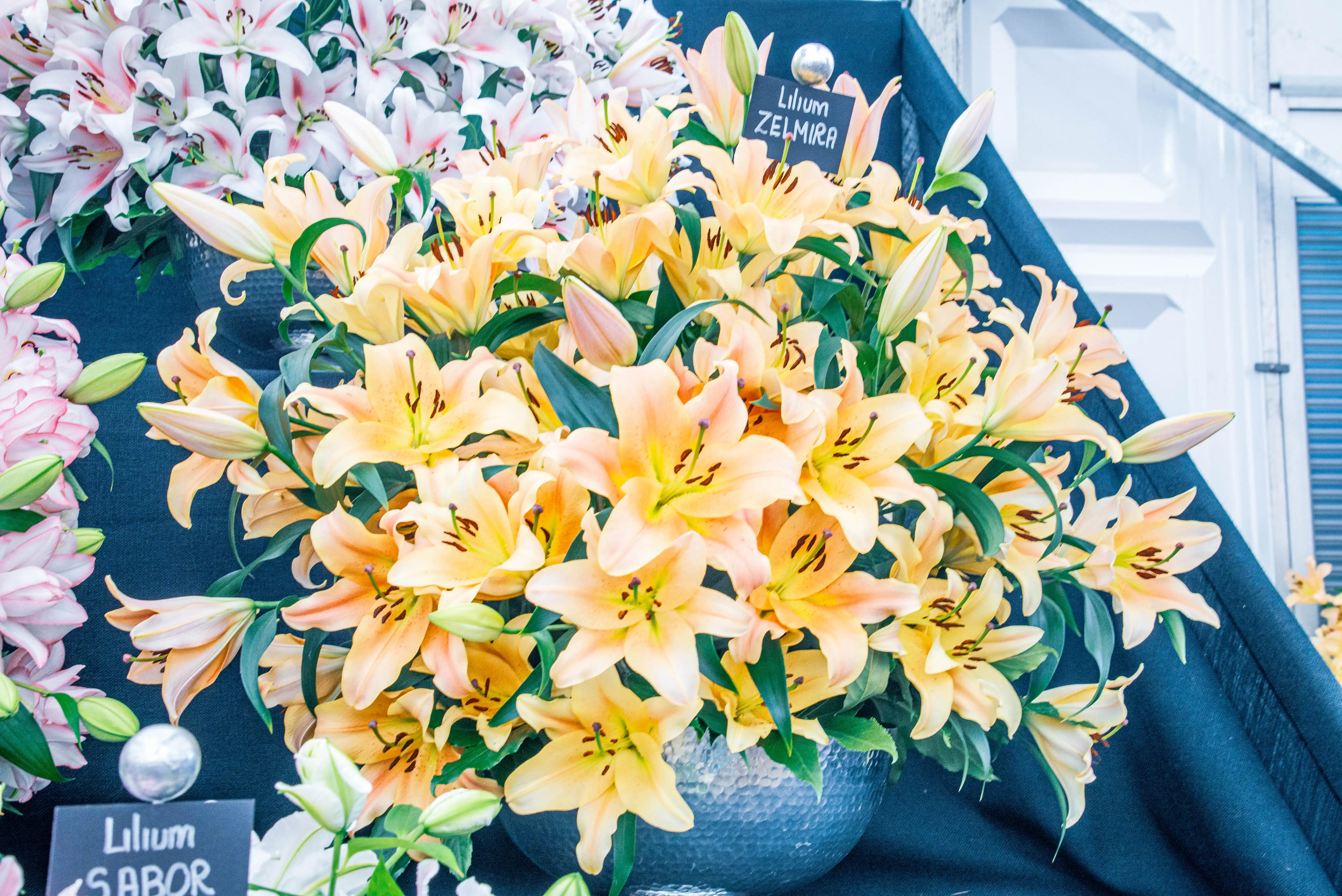 A large bouquet of white and pink streaked lilies with the variety label 'Lilium Frontera' is shown in the centre, with yellow and peach lilies in the foreground.