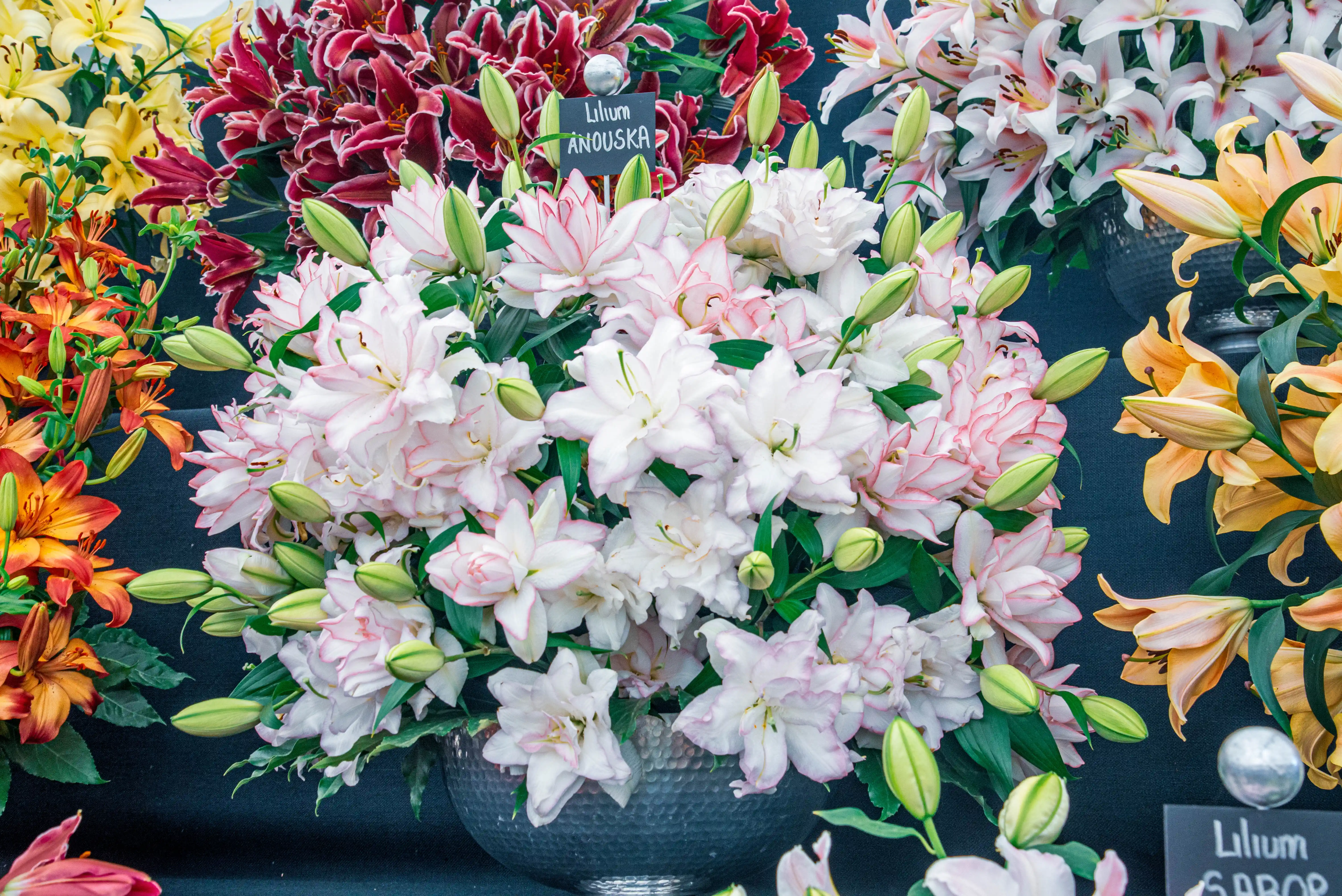 A close-up of a floral display featuring a large bouquet of double-petalled white and pink lilies ('Anouska') in a silver textured vase, with other lily varieties including orange ('Sabor'), burgundy, and yellow visible in the background.