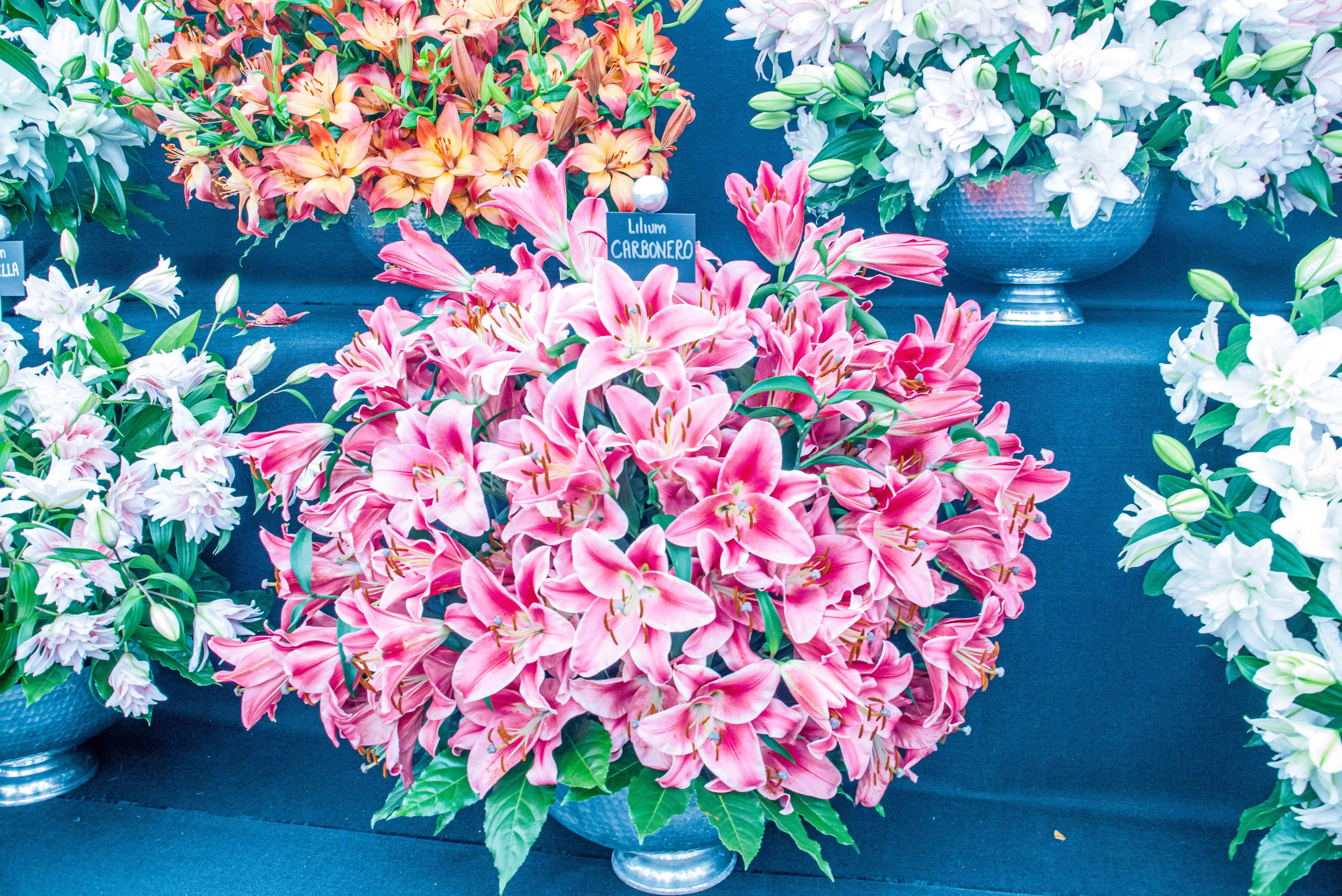 A close-up view of a large arrangement of pink lilies with dark stamens, labelled as 'Lilium Carbonero', next to bouquets of white and orange lilies in silver vases.