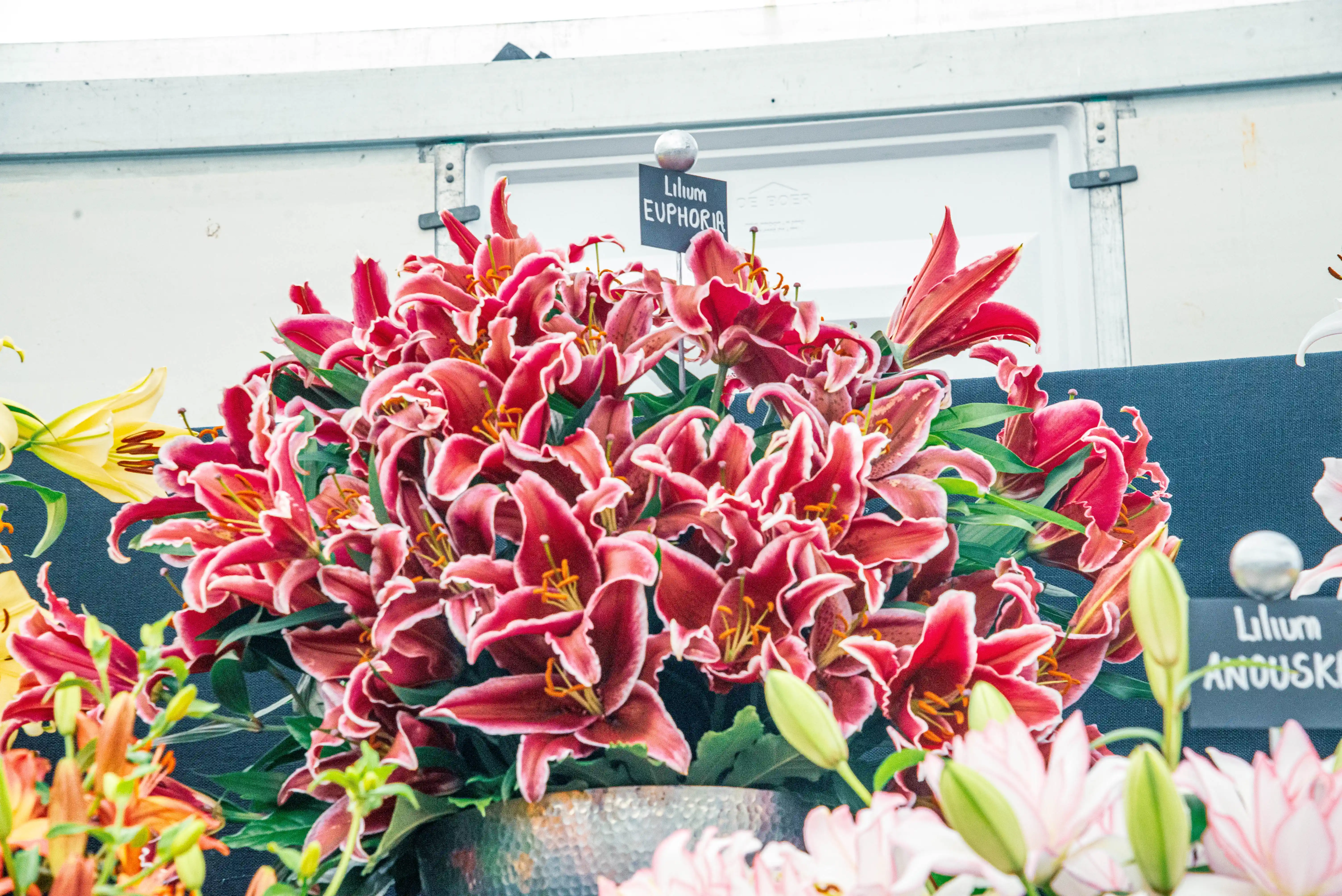 A close-up, eye-level shot of a large bouquet of 'Lilium Euphoria' lilies. The flowers are a deep reddish-pink with prominent white edges and yellow stamens. Some unopened buds are also visible. In the background, a sign identifies the variety as 'Lilium Euphoria'. Other lilies and greenery are present, suggesting a flower show setting.