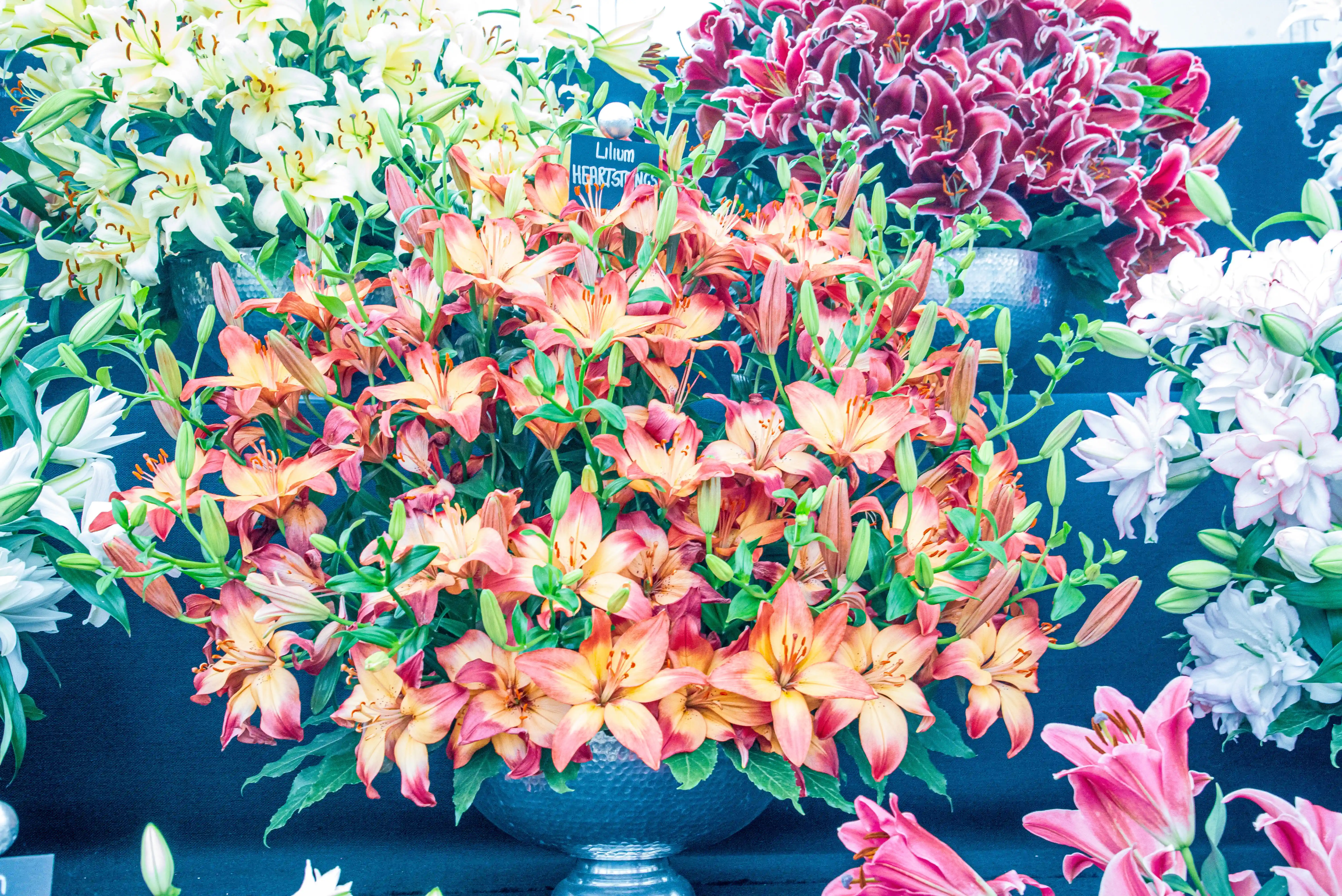A close-up, eye-level view of a large floral arrangement featuring numerous peach and pink lilies with darker edges, labelled 'Lilium HEARTSTRINGS'. The lilies are densely packed in a silver textured bowl, with white and burgundy lilies visible in the background.