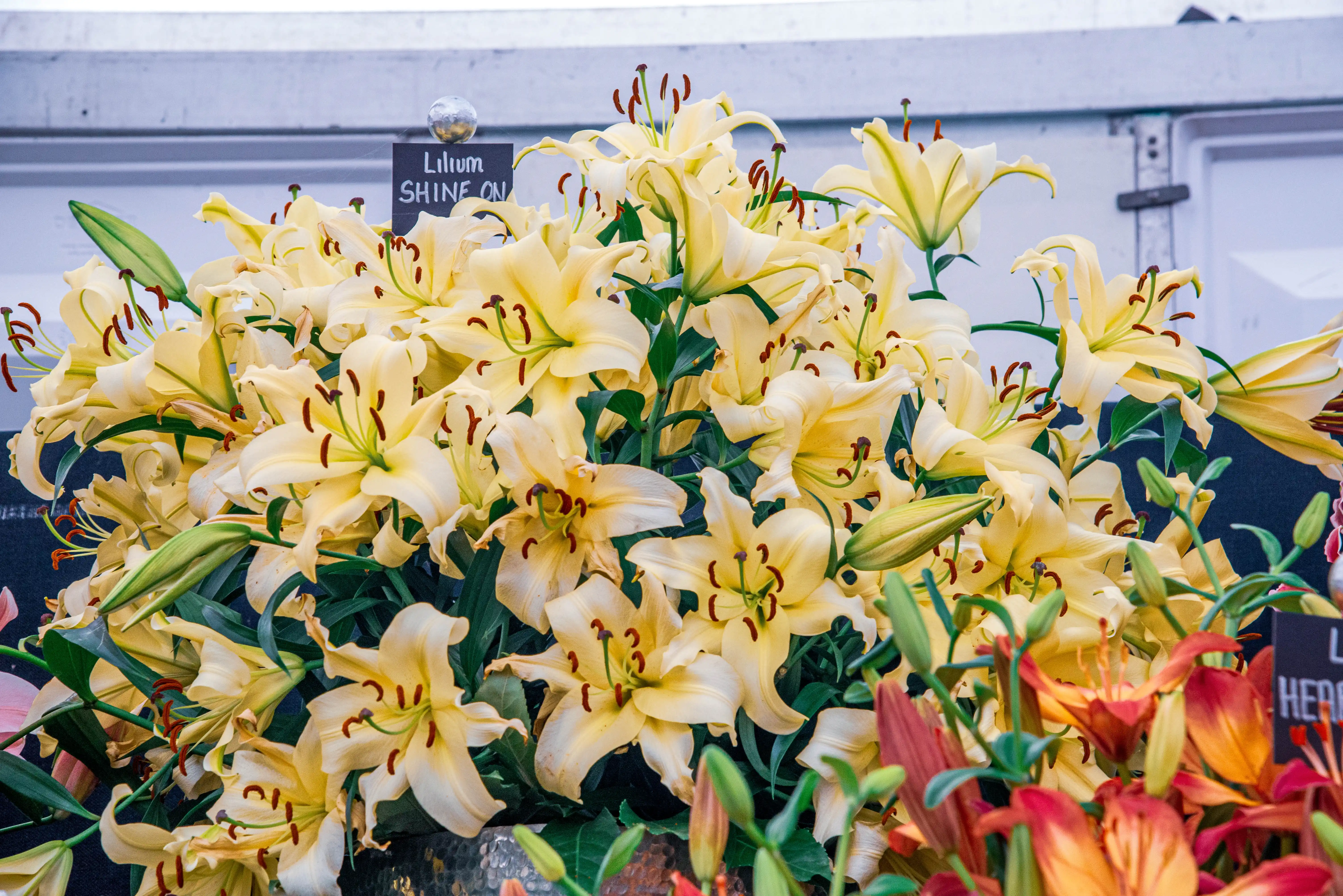 A close-up shot of numerous pale yellow lilies, identified as 'Shine On', with their prominent stamens.