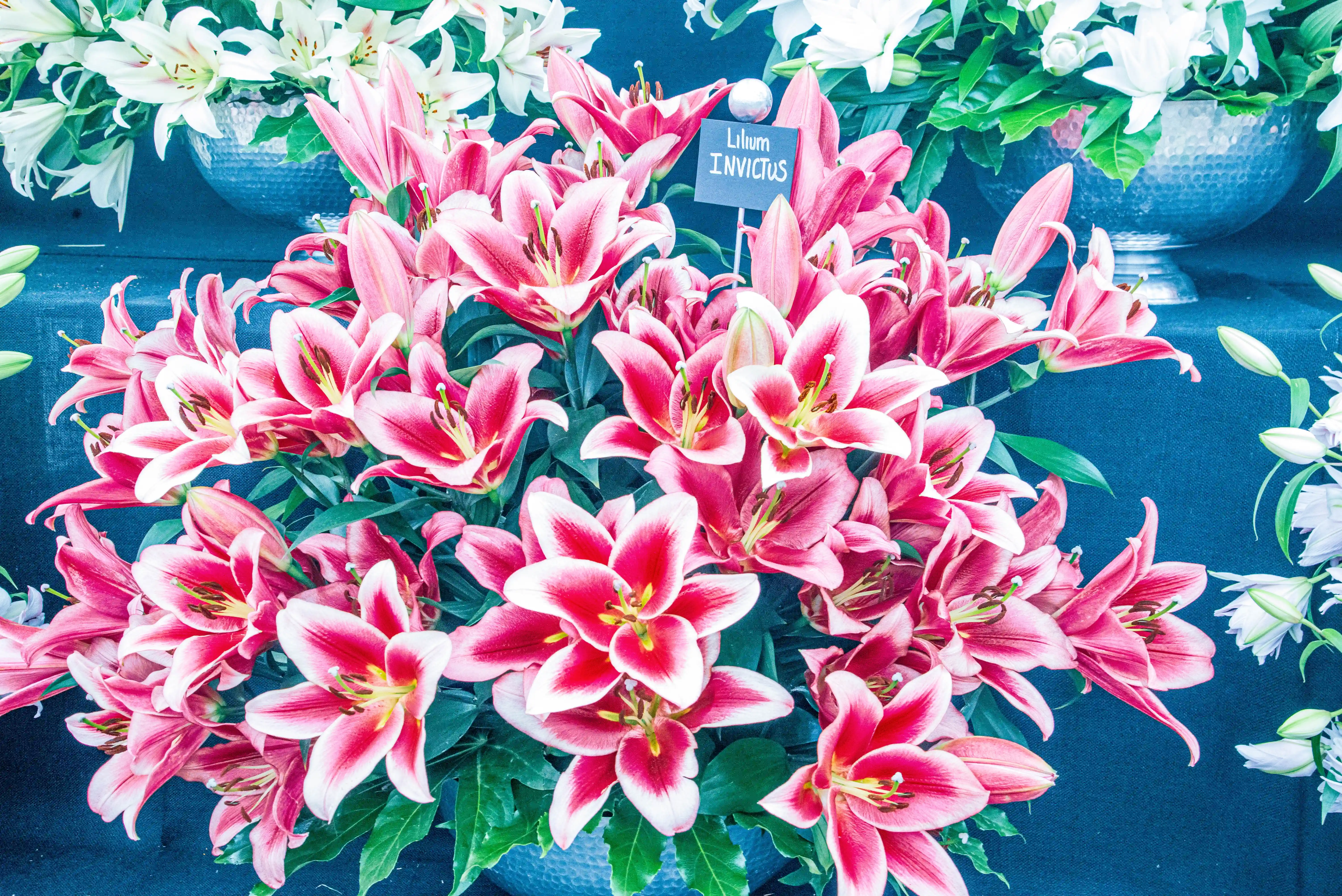A dense bouquet of pink and white lilies with visible stamens and green leaves against a dark blue background.