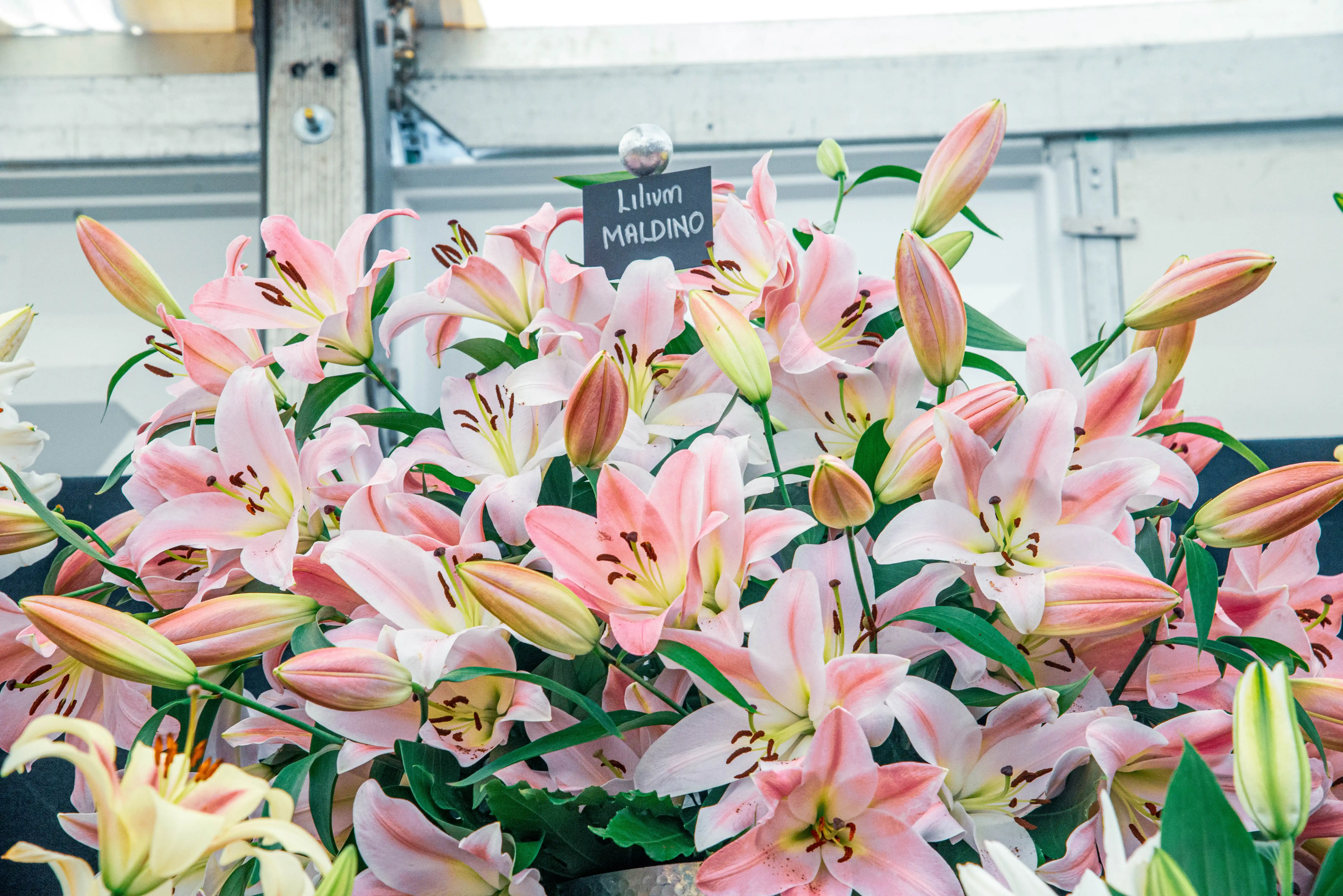 A close-up view of a cluster of pale pink lilies with dark stamens. Many buds are visible alongside open flowers, set against a blurred background.