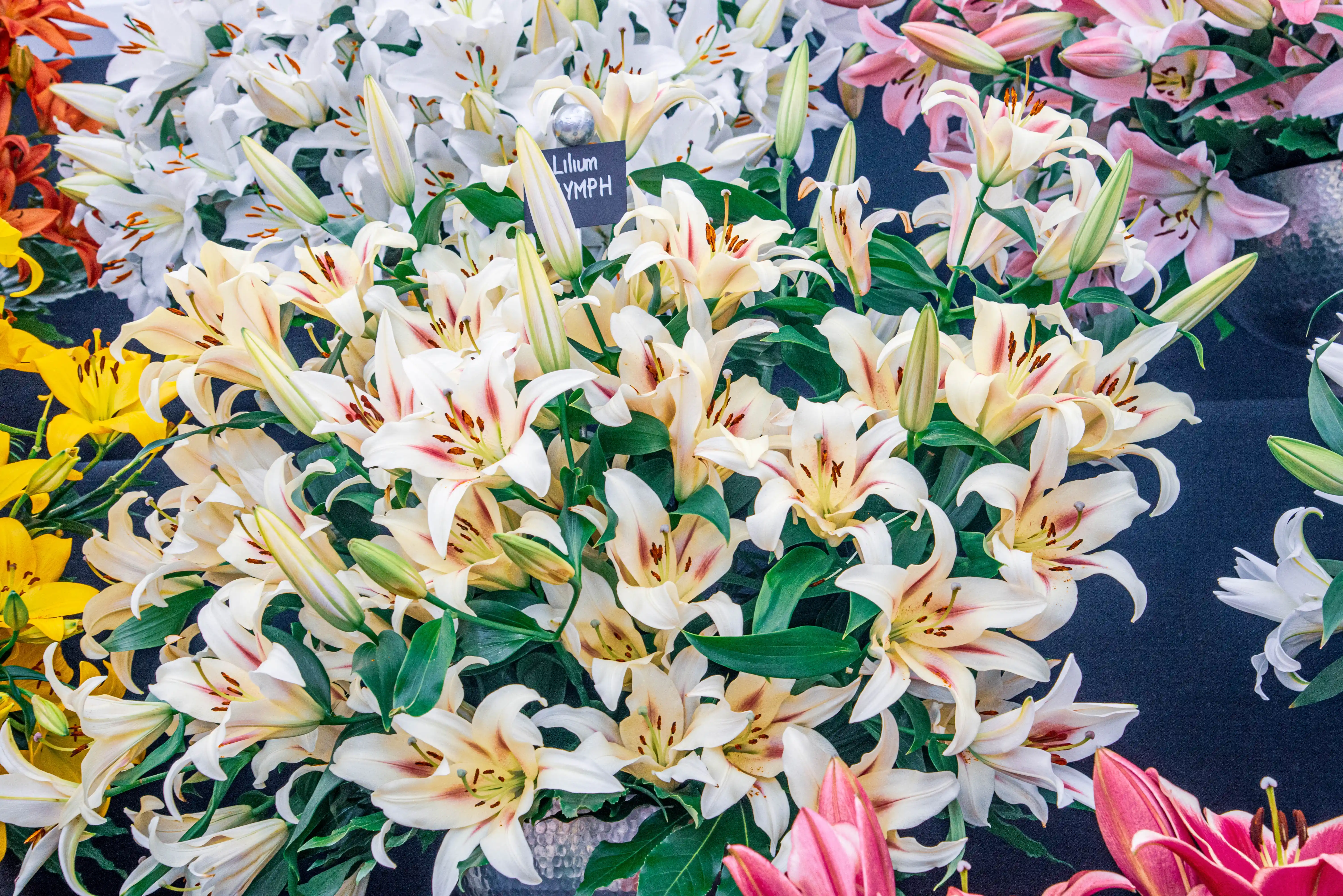 A close-up photograph of a large bouquet of Asiatic lilies in bloom, featuring creamy-white flowers with crimson streaks, vibrant yellow flowers, and a hint of pink and white in the background, all against a dark blue surface.