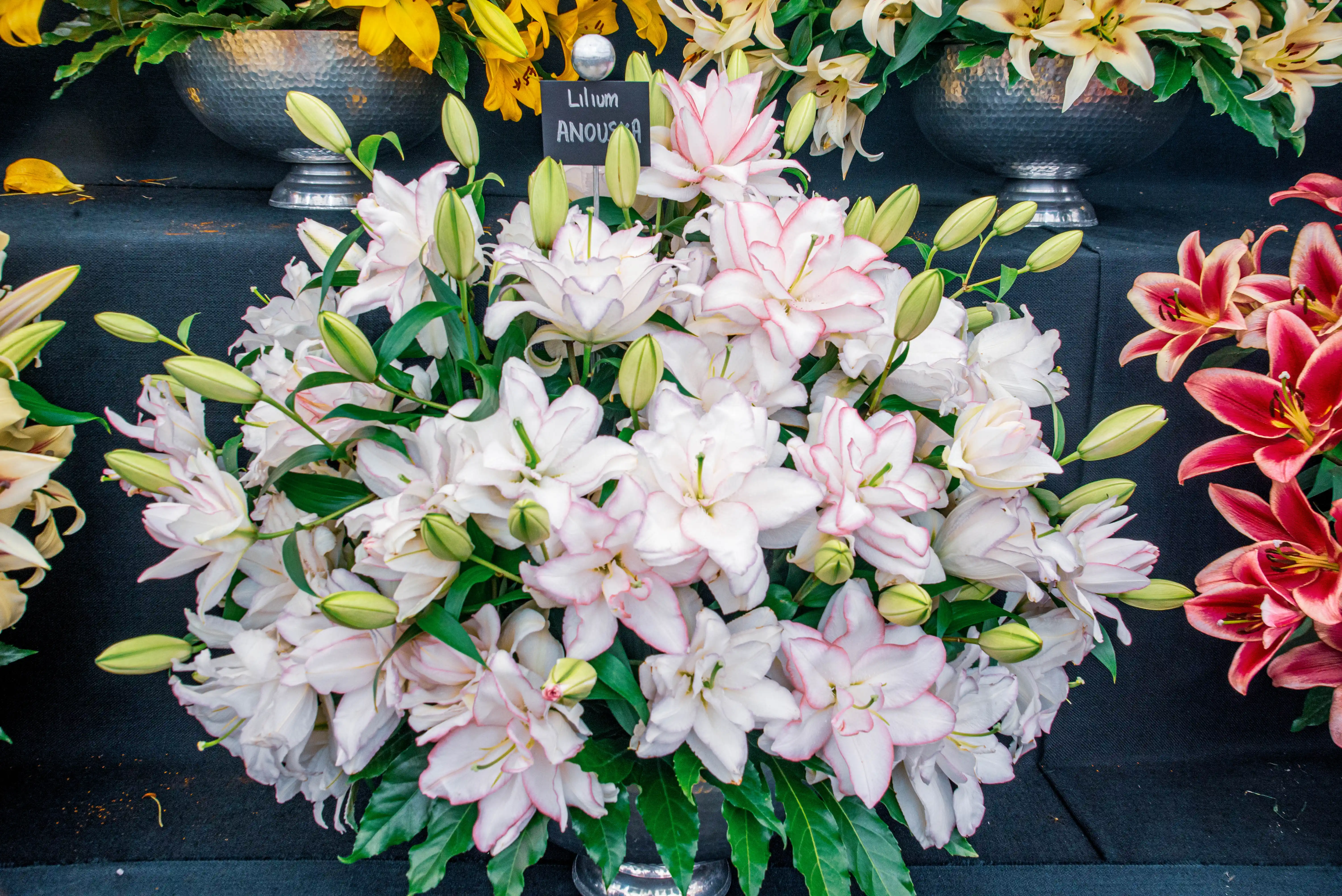 A close-up shot of a large bouquet of white lilies with pink edges. Many of the lilies have double petals and are in various stages of bloom, with several prominent green buds. The flowers are arranged in a silver vase, with other lily varieties in the background.