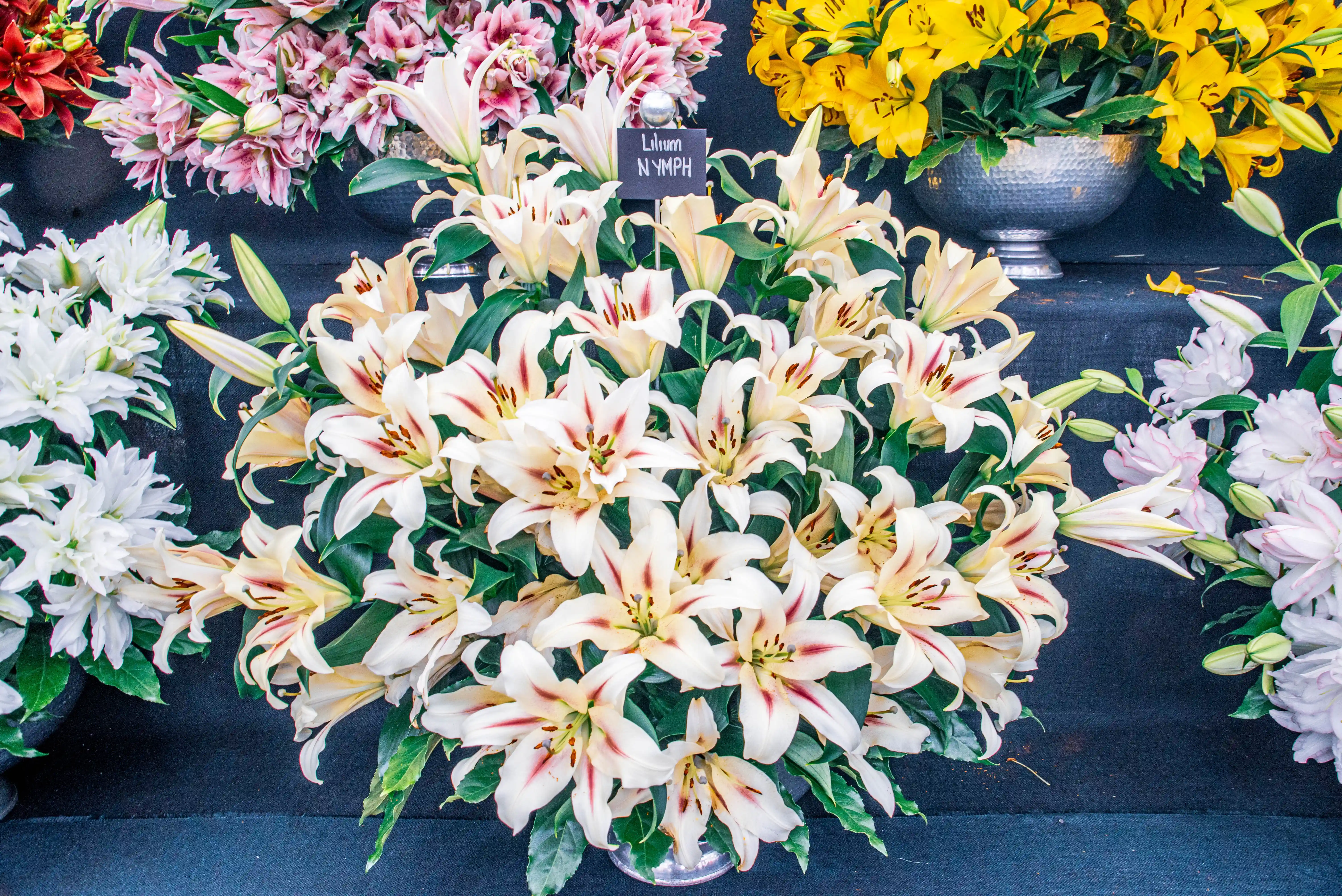 A densely packed arrangement of various lilies, with a prominent bunch of creamy-white lilies featuring dark pink streaks at their centres in the foreground. Other lily varieties in pink and bright yellow are visible in the background, along with lush green foliage.