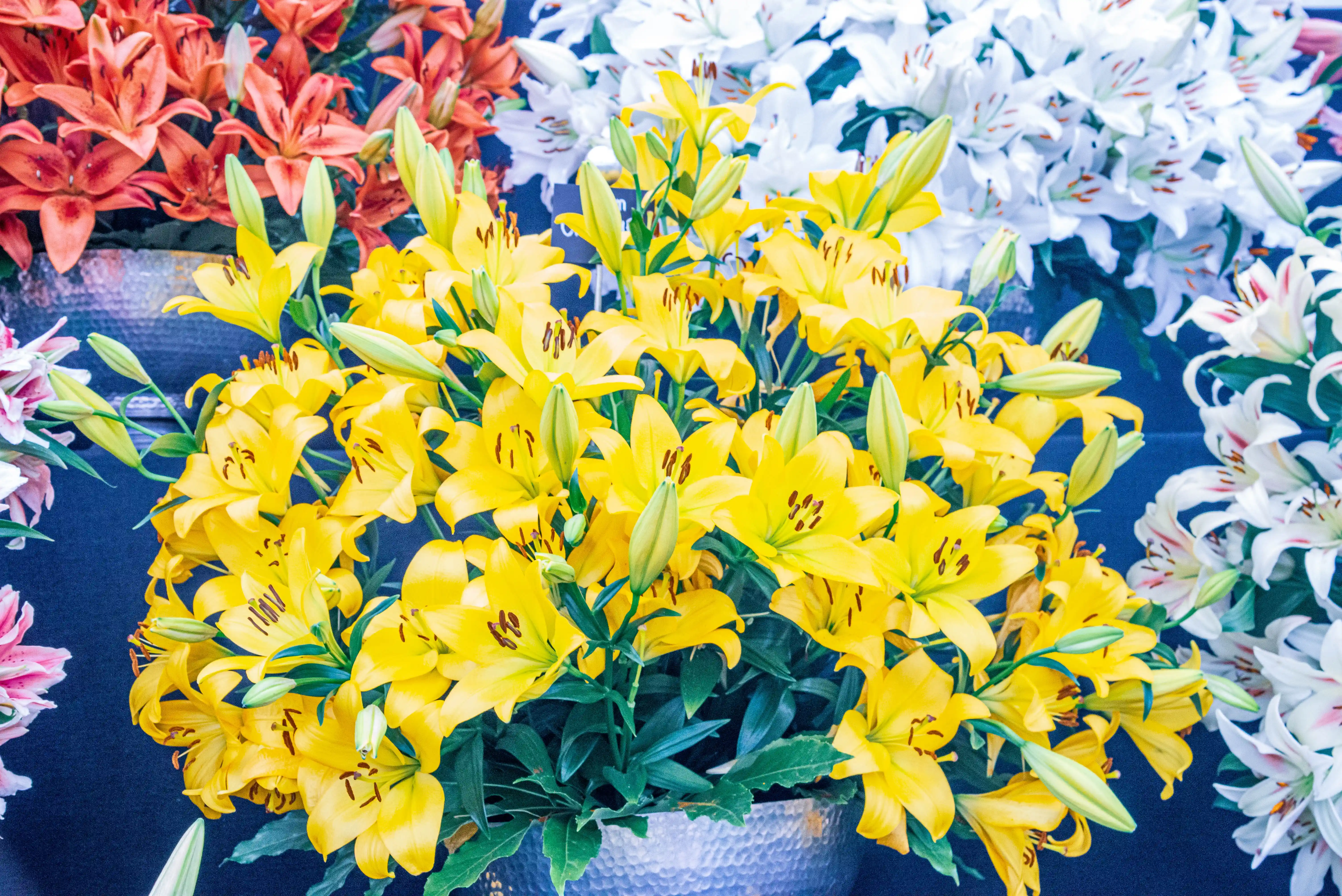A dense arrangement of bright yellow lilies with visible dark stamens and green buds, set against a dark blue background. To the left and right, out-of-focus lilies in shades of orange and white are visible.