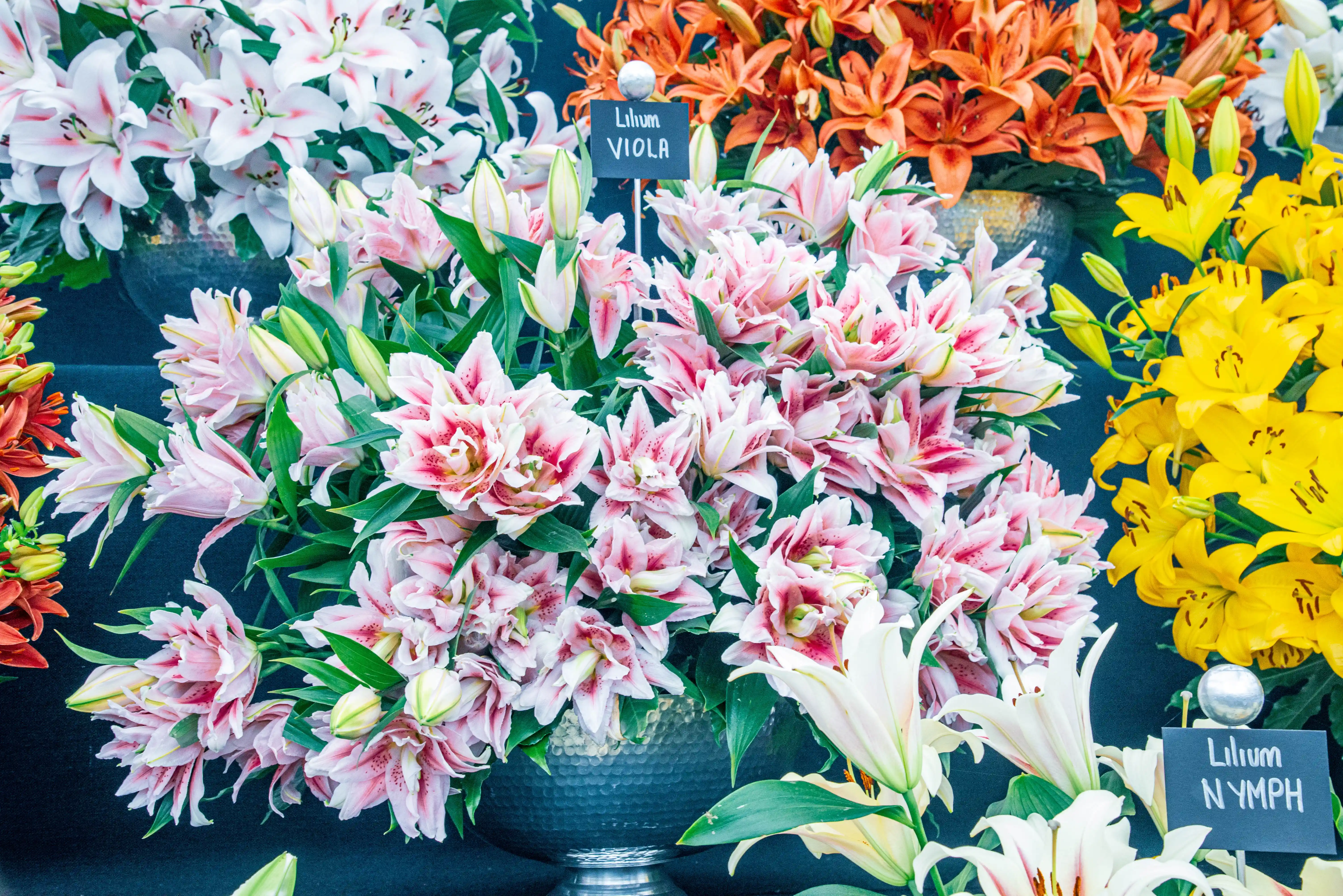 A close-up view of a floral arrangement featuring multiple types of lilies, predominantly double-petalled pink and white varieties, with glimpses of orange and yellow lilies in the background.