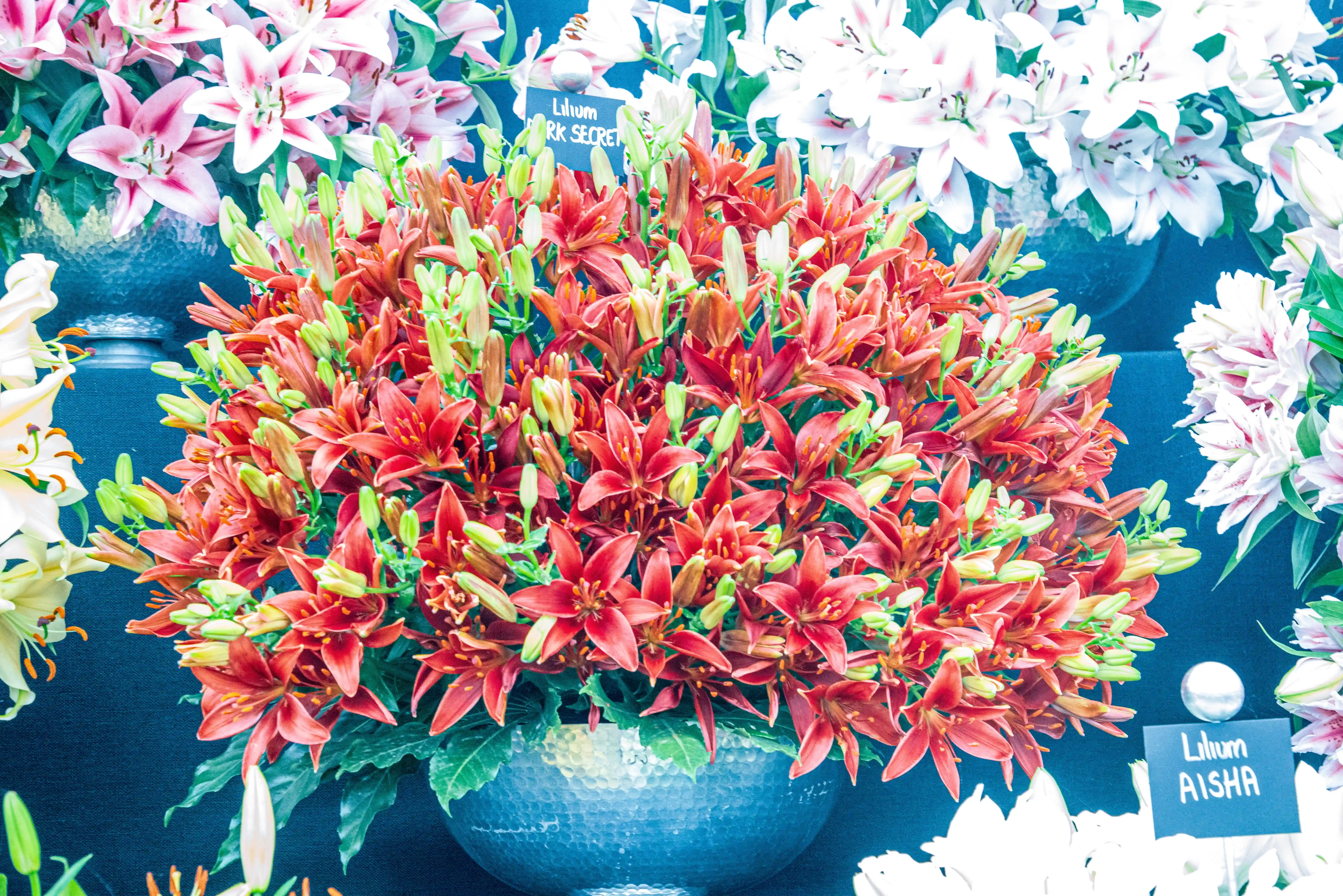 A close-up view of a large bouquet of deep red lilies with green buds, arranged in a hammered silver bowl, with other lily varieties in pink and white visible in the background.