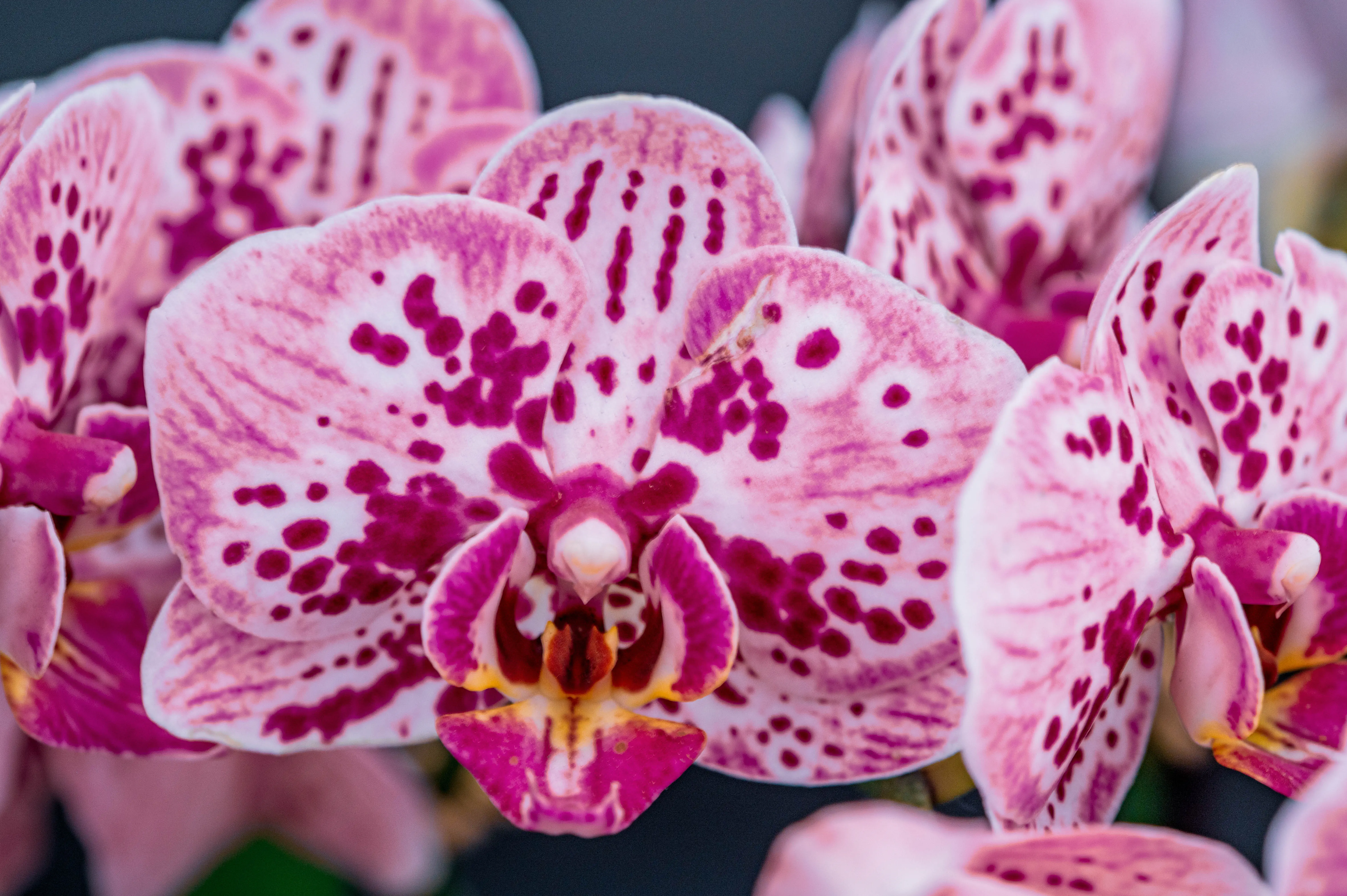 Close-up of several pink and magenta spotted orchid flowers, highlighting their delicate petals and intricate patterns.