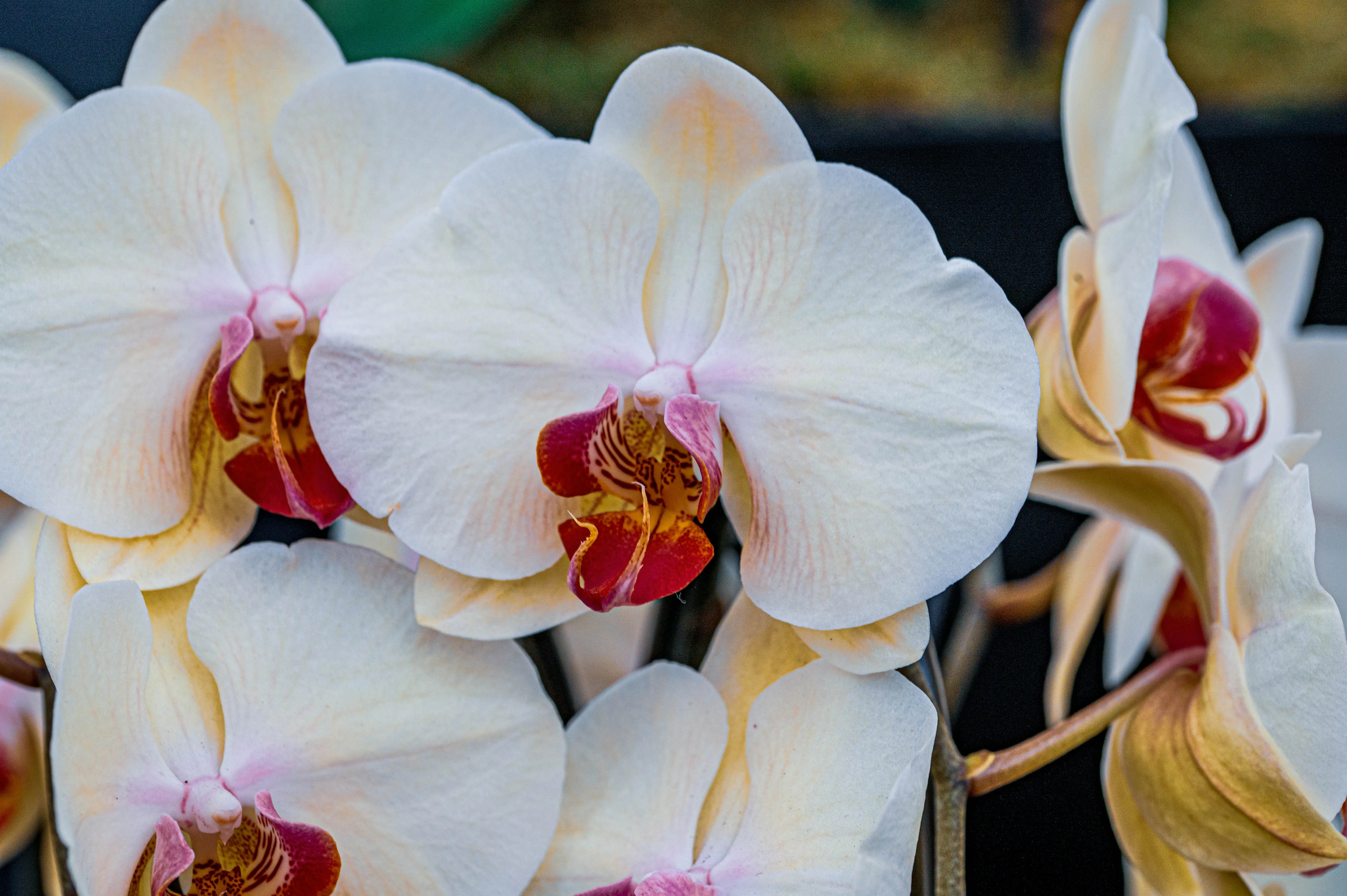 Close-up of creamy white orchid flowers with a central crimson and yellow lip