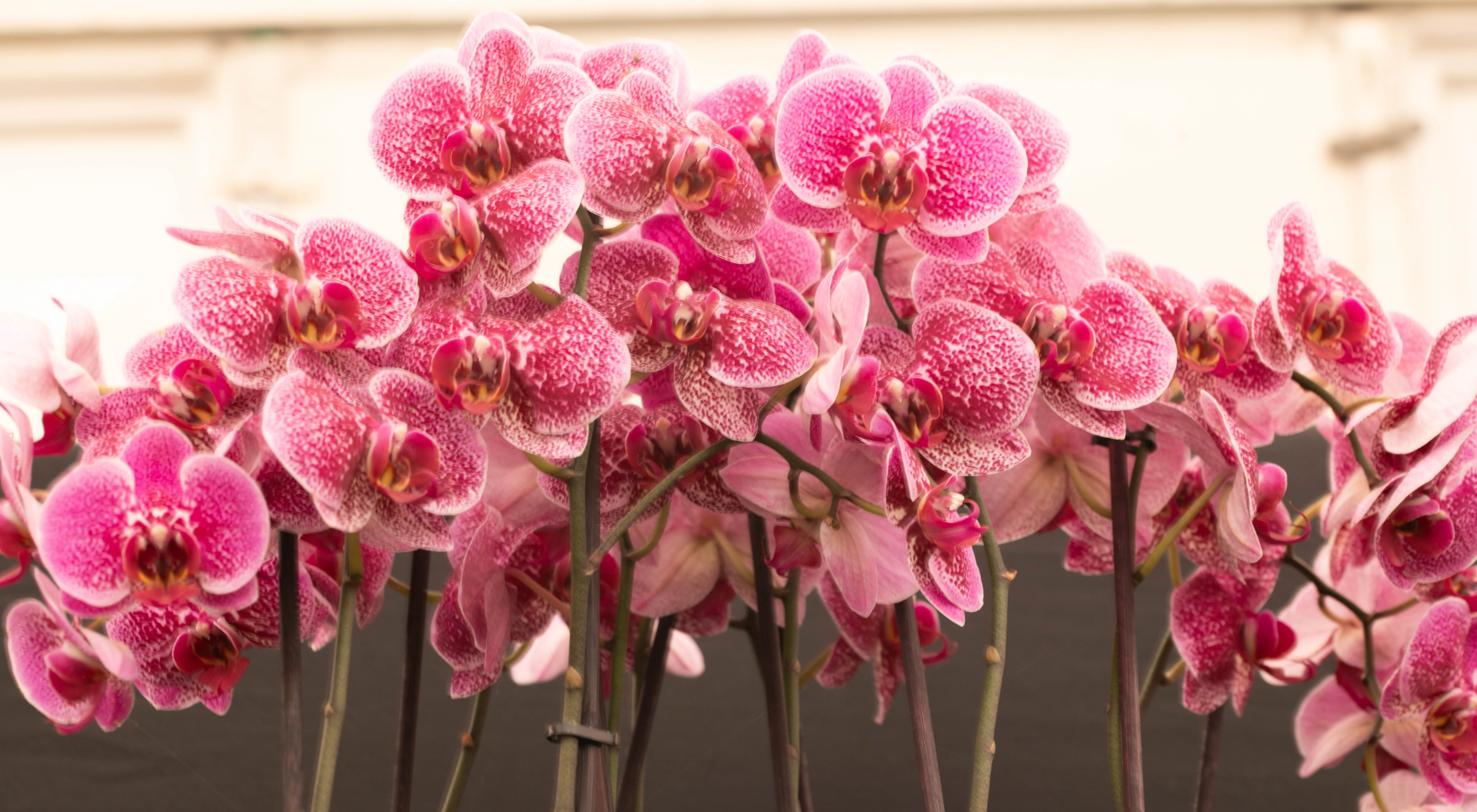A close-up of many pink Phalaenopsis orchids with white speckles.