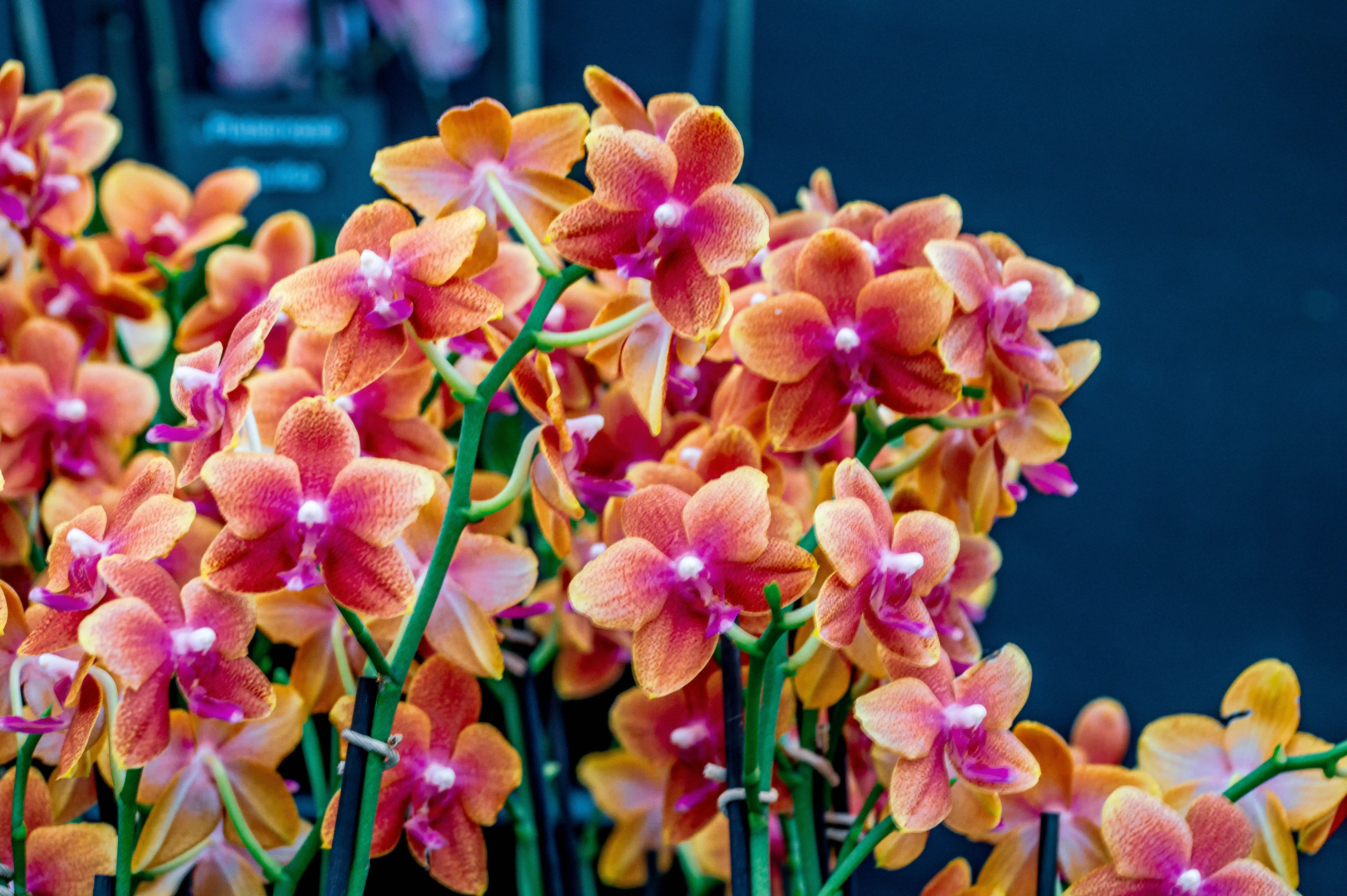 A cluster of peach and pink orchids in full bloom against a dark blue background.