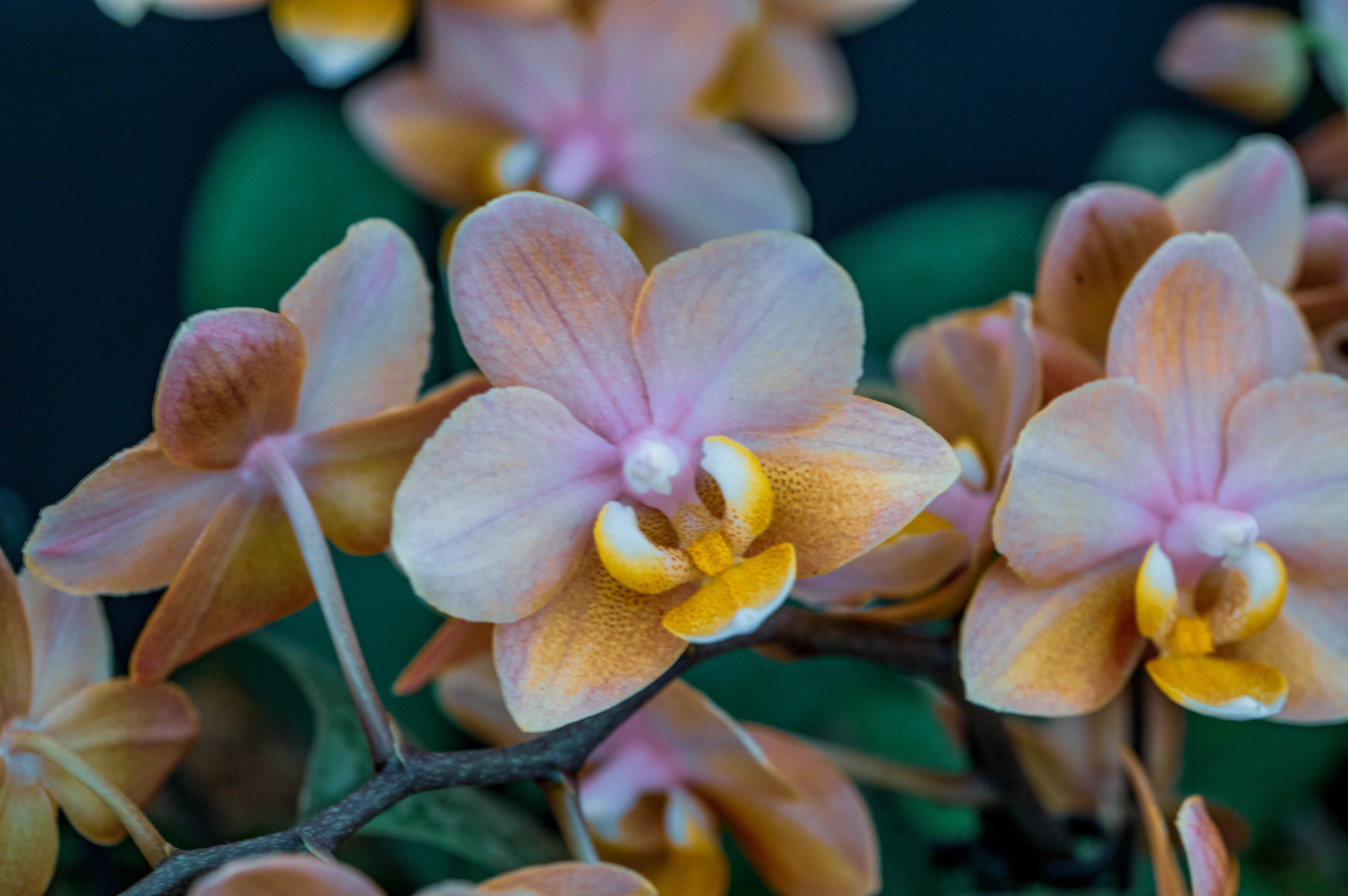Close-up photograph of several blooming orchids. The petals are a soft peach and pink, fading to yellow at the centre, with delicate veining visible.