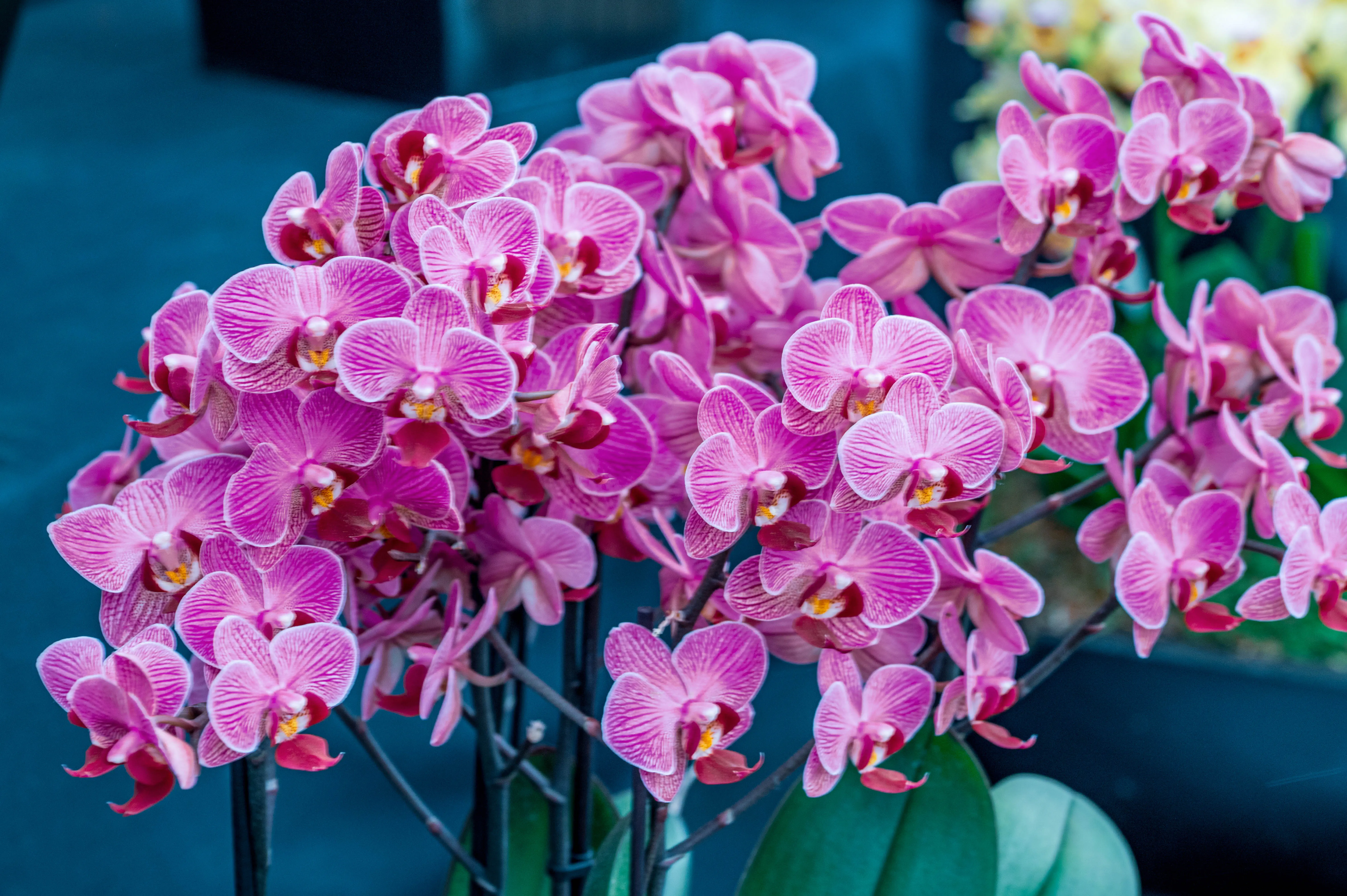 Close-up of a cluster of blooming pink Phalaenopsis orchids with intricate stripes on their petals and a prominent central lip, set against a blurred dark blue background.