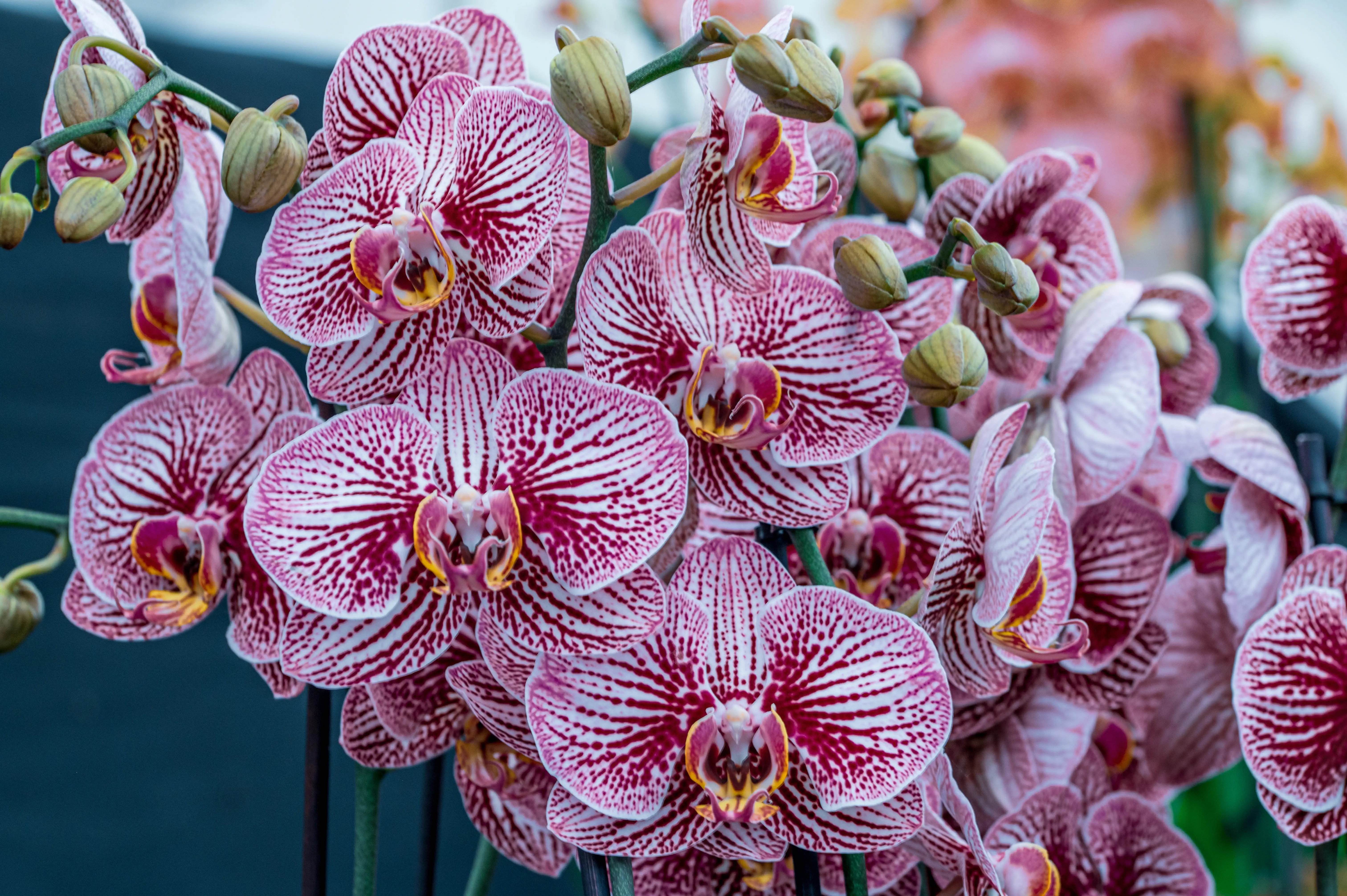 A photograph featuring a dense arrangement of blooming Phalaenopsis orchids with white and pink striped petals, set against a dark, blurred background.