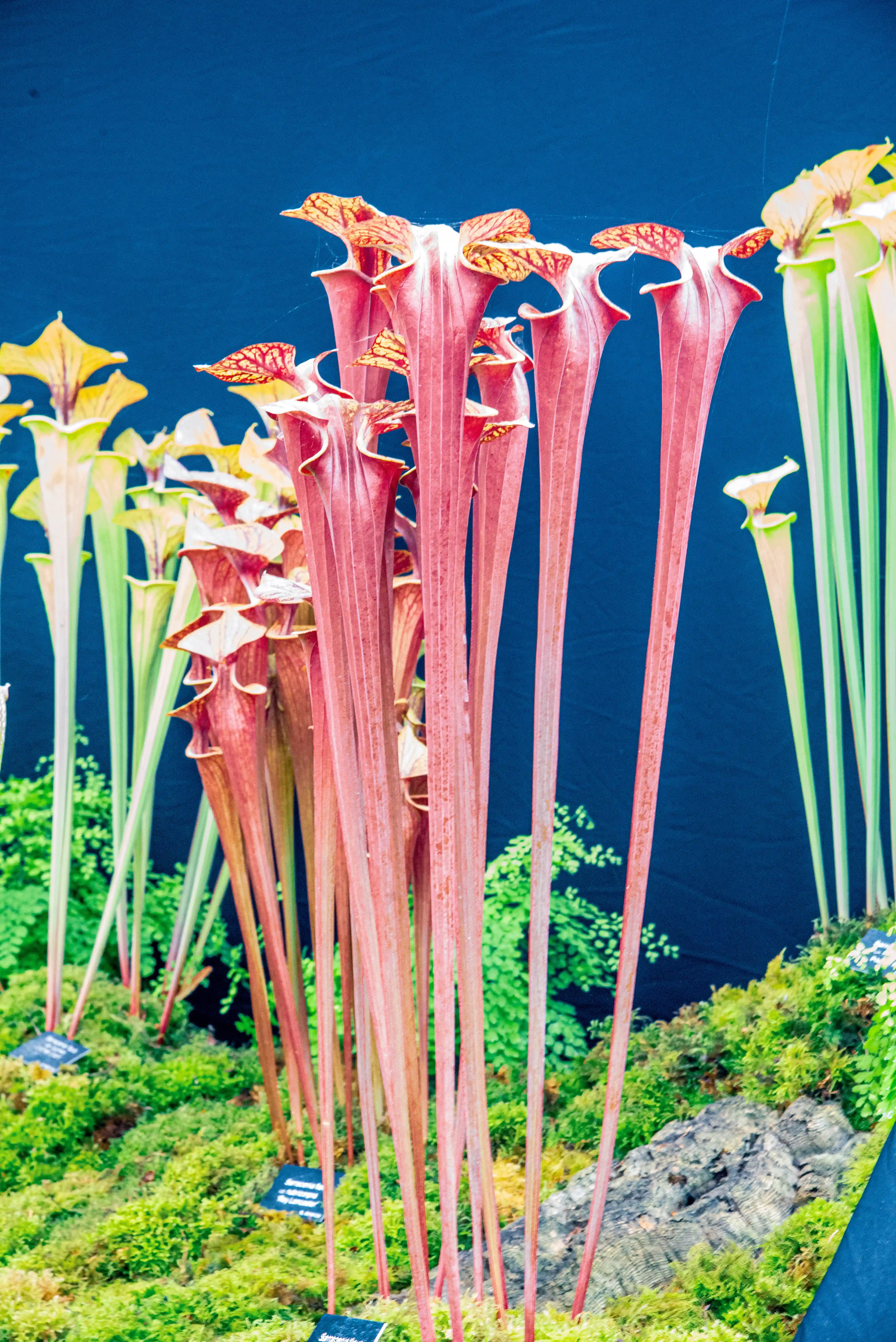 A cluster of tall, slender, pink and red Sarracenia pitcher plants with intricate vein patterns at the opening, set against a dark blue background. To the left and right, lighter green and yellow pitchers are visible amongst mossy ground cover.