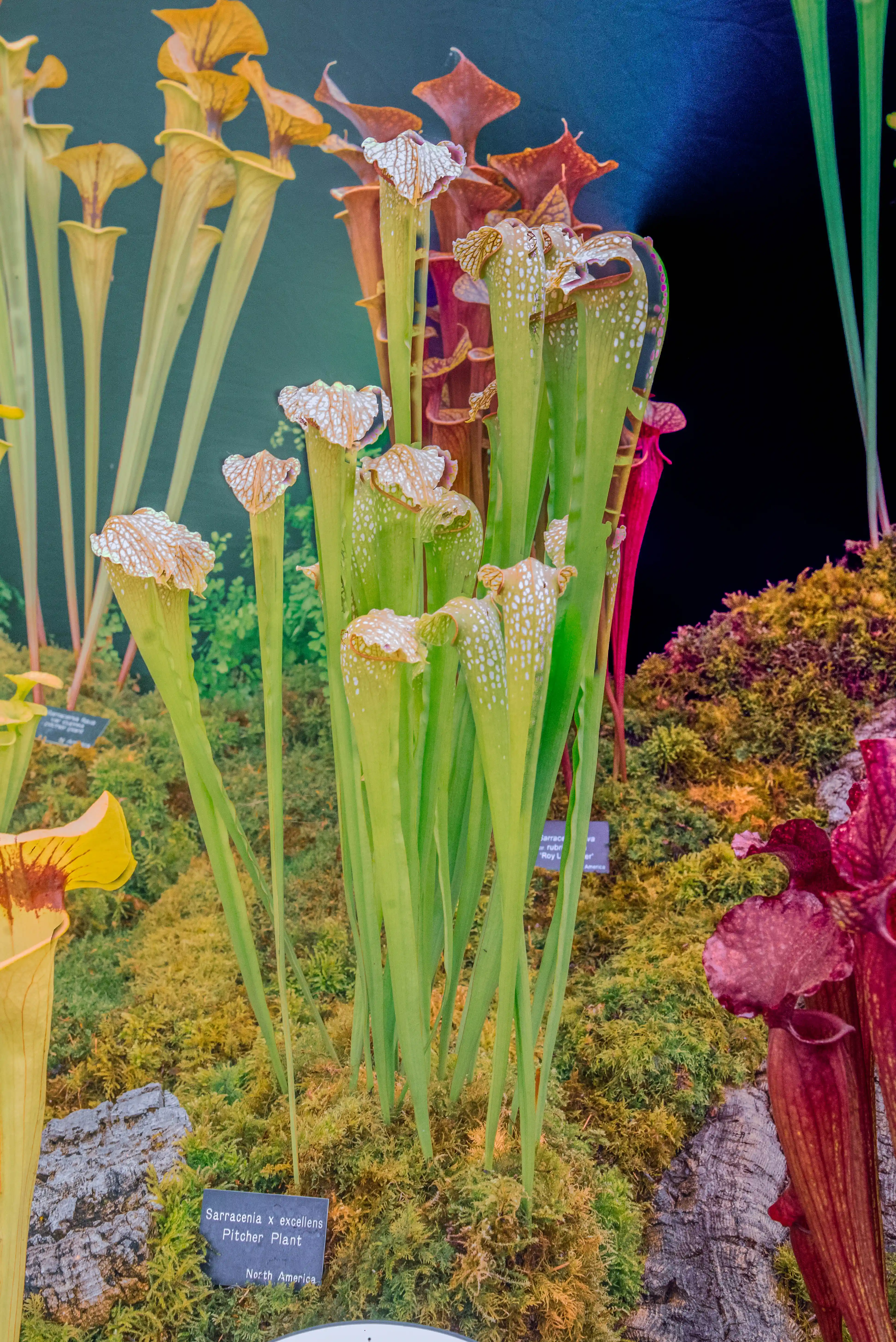 Alt-text: A close-up of several Sarracenia pitcher plants with tall, tubular traps in shades of green, white, and red, set against a dark background and mossy substrate.