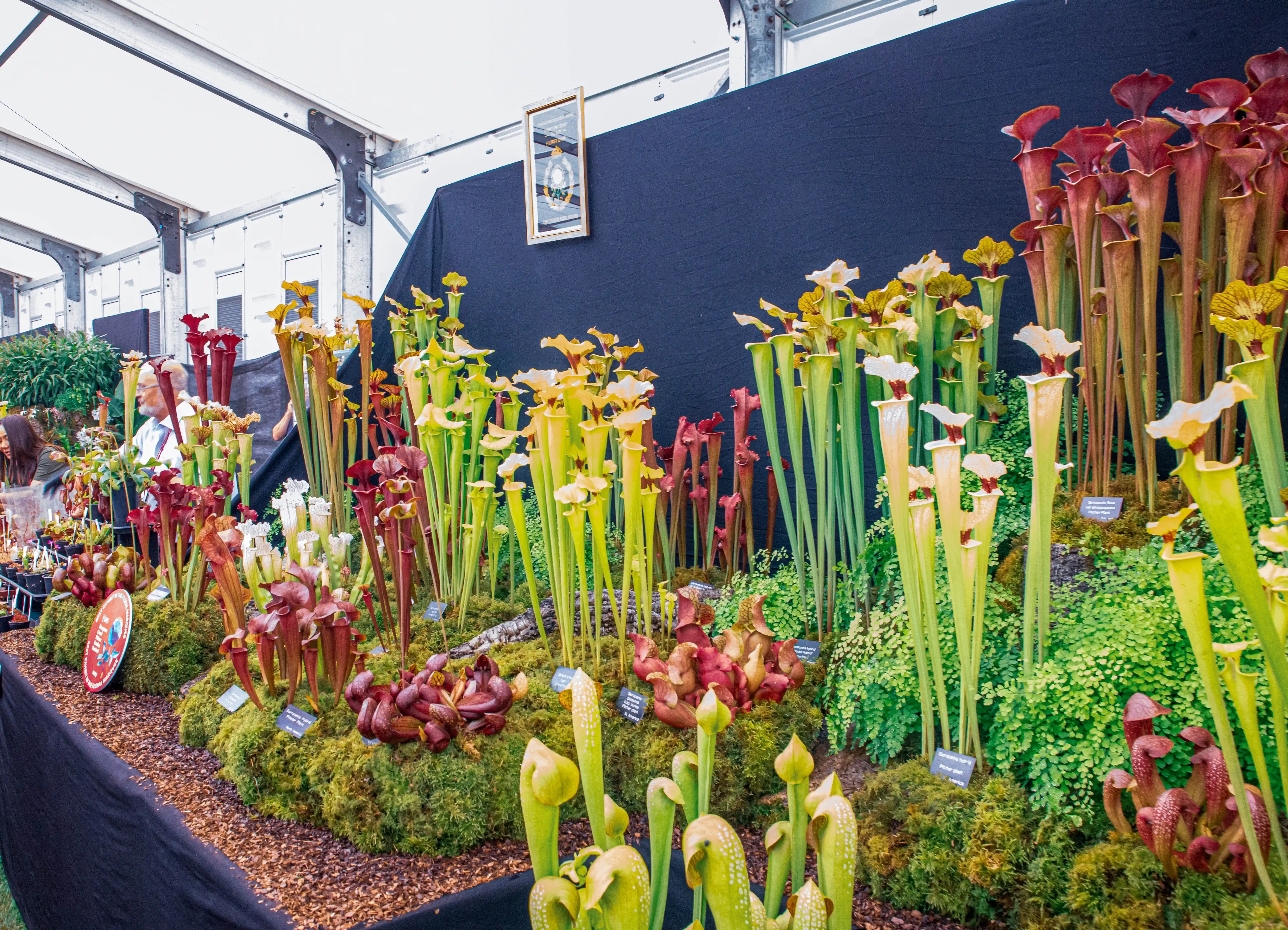 A large, diverse display of Sarracenia pitcher plants in various stages of development, with tall, tubular pitchers in shades of red, yellow, and white, surrounded by lush green moss and foliage.