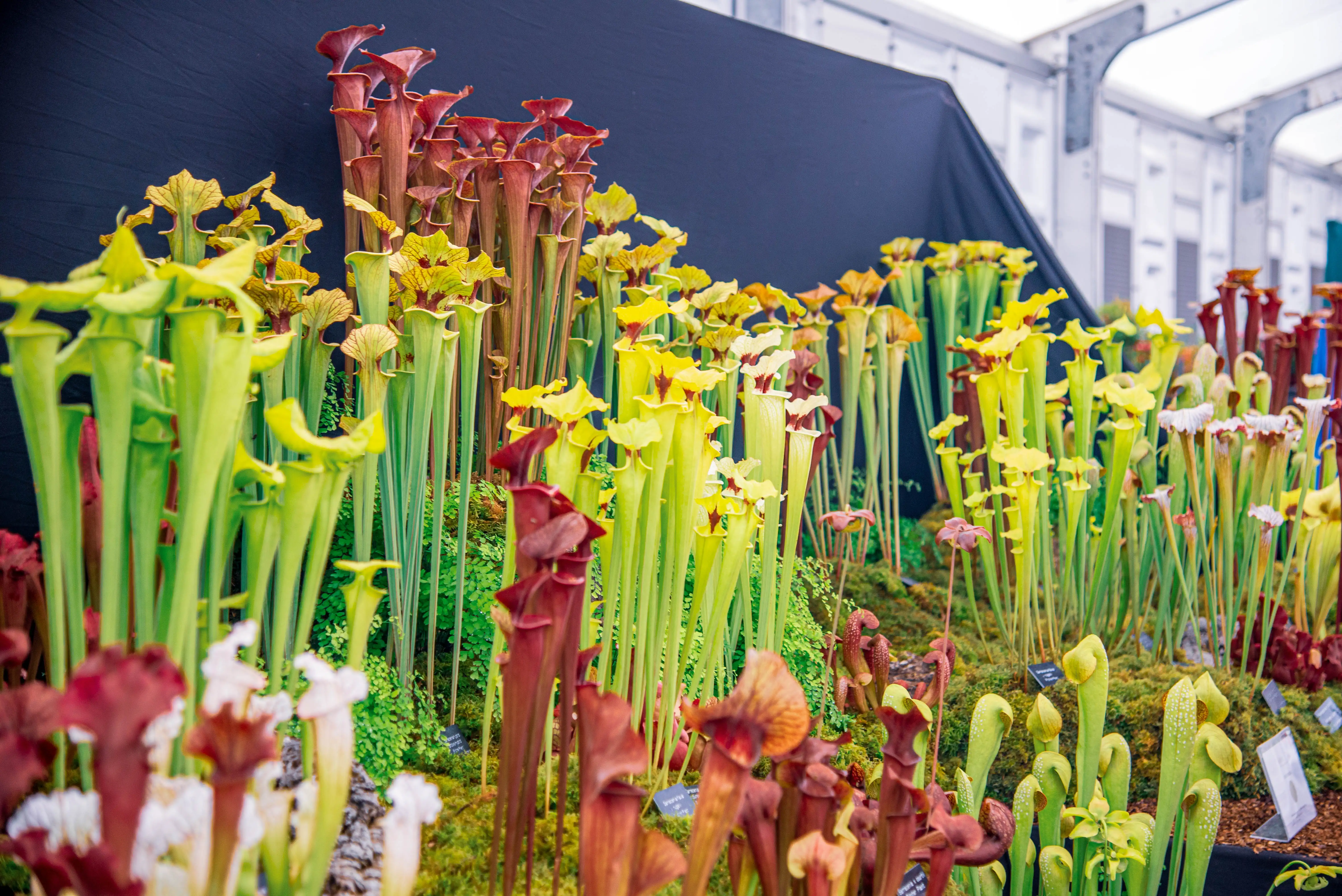 A detailed display of numerous pitcher plants, primarily Sarracenia species, arranged in a garden exhibition. The plants exhibit a range of colours including lime green, bright yellow, and deep maroon, with their distinctive pitcher-shaped traps prominently visible.