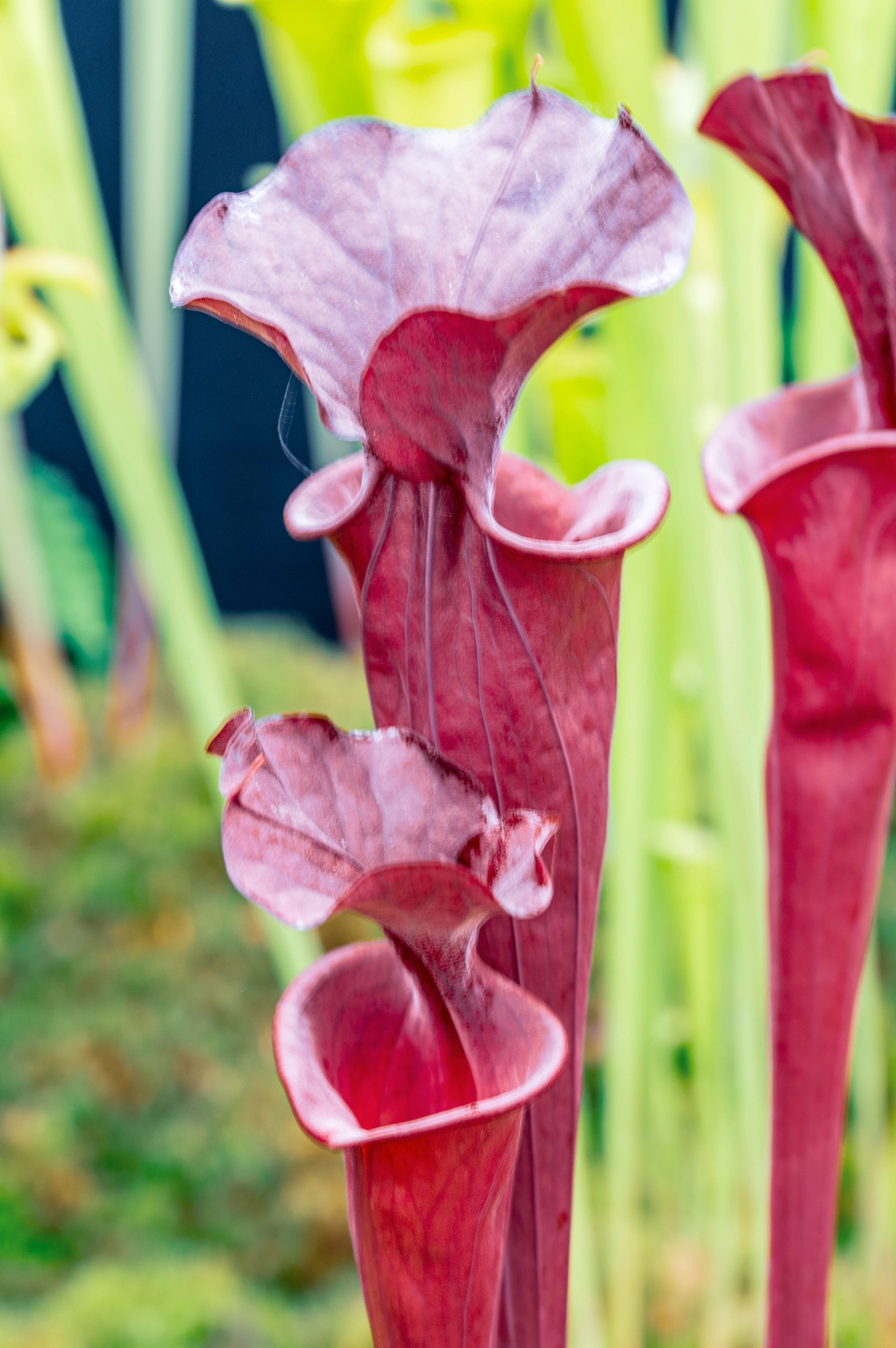 A cluster of deep red Sarracenia purpurea (purple pitcher plants) with their characteristic hooded pitchers and visible vein patterns. The background is blurred, featuring green foliage and dark blue elements.
