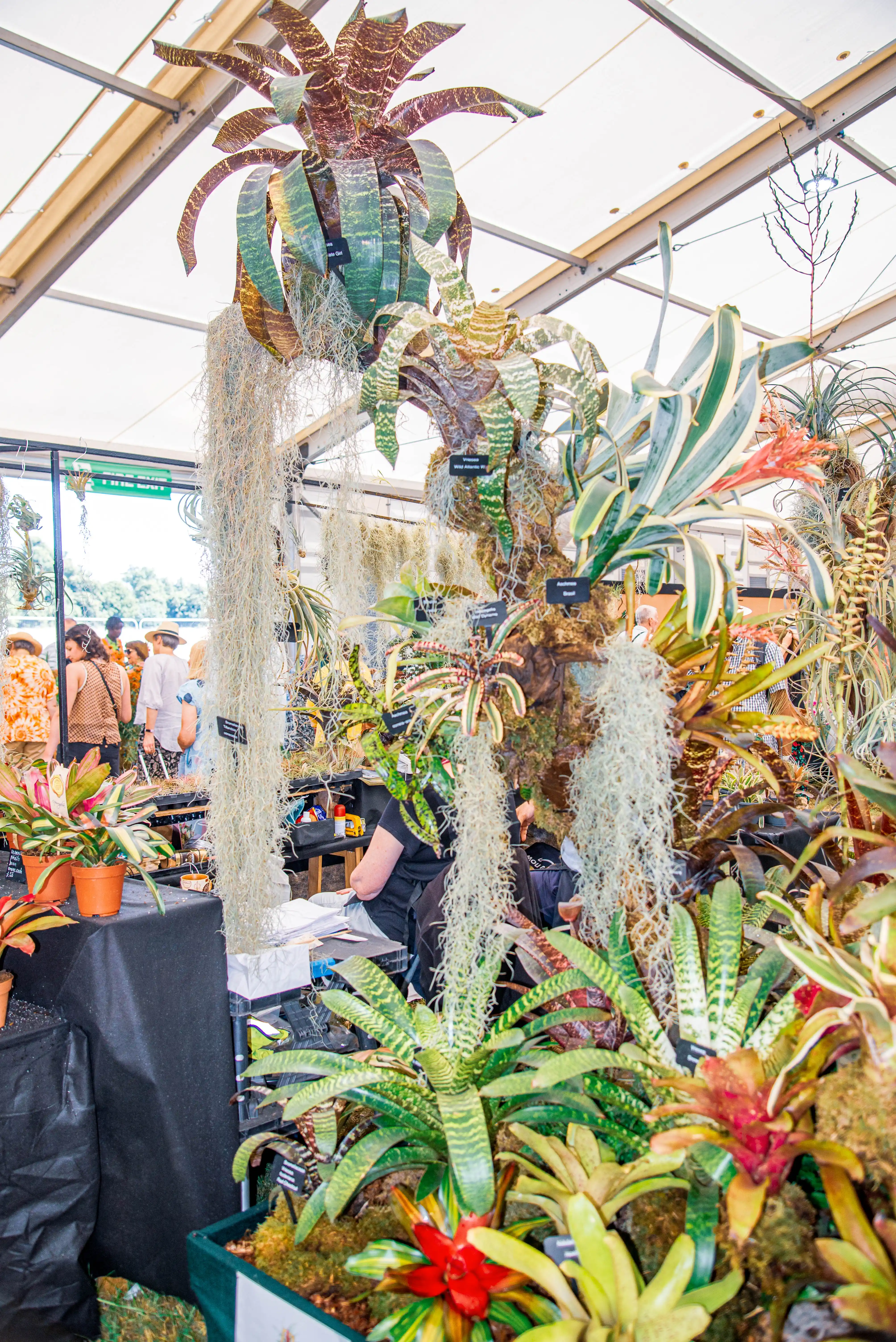 A lush display of bromeliads in various shades of green, red, and yellow, some with intricate patterns, hanging and in pots, with people in the background at a plant show.