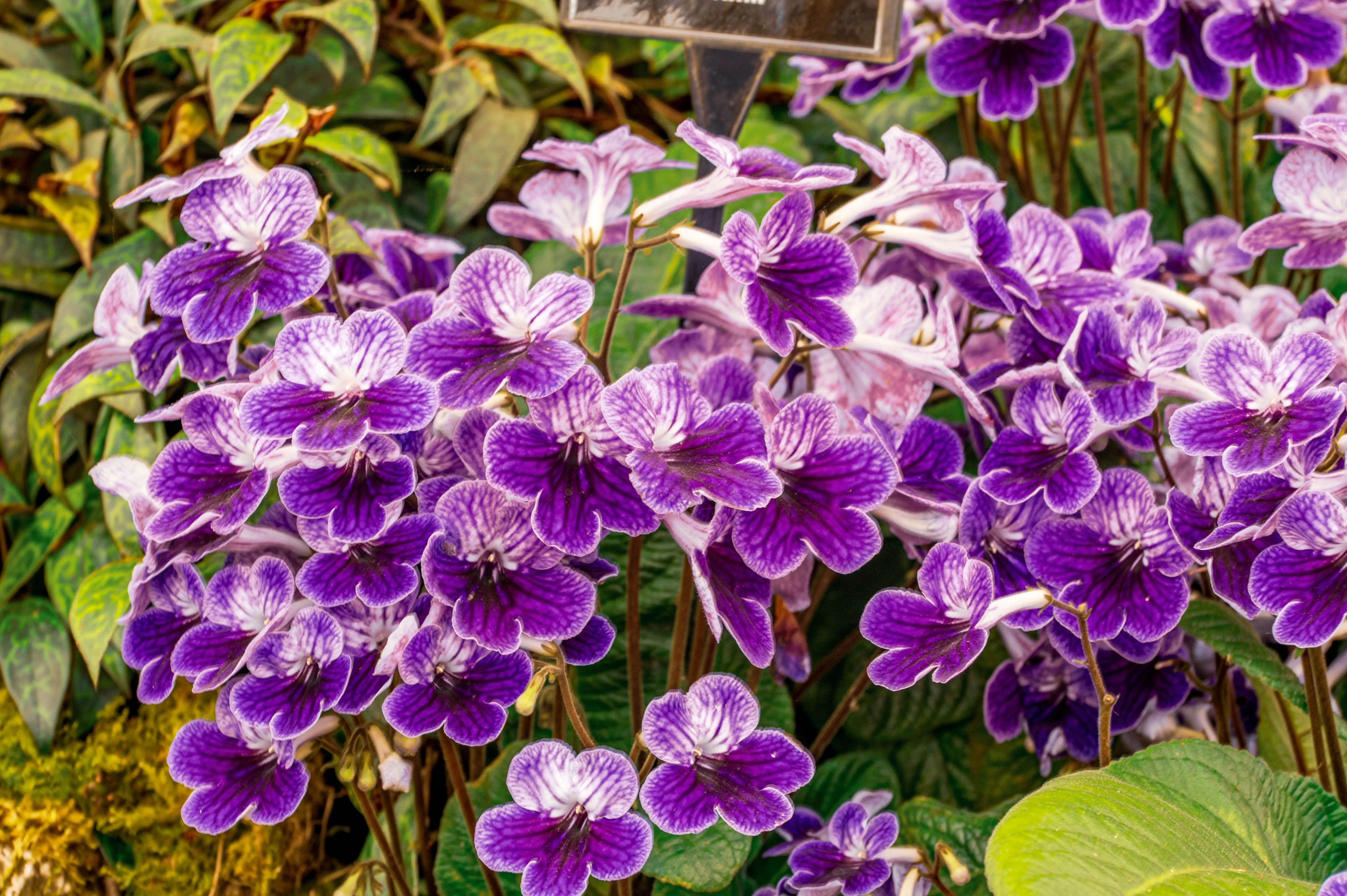 A dense cluster of open-faced purple flowers with white and dark purple stripes, showing detailed petal textures and velvety appearance.