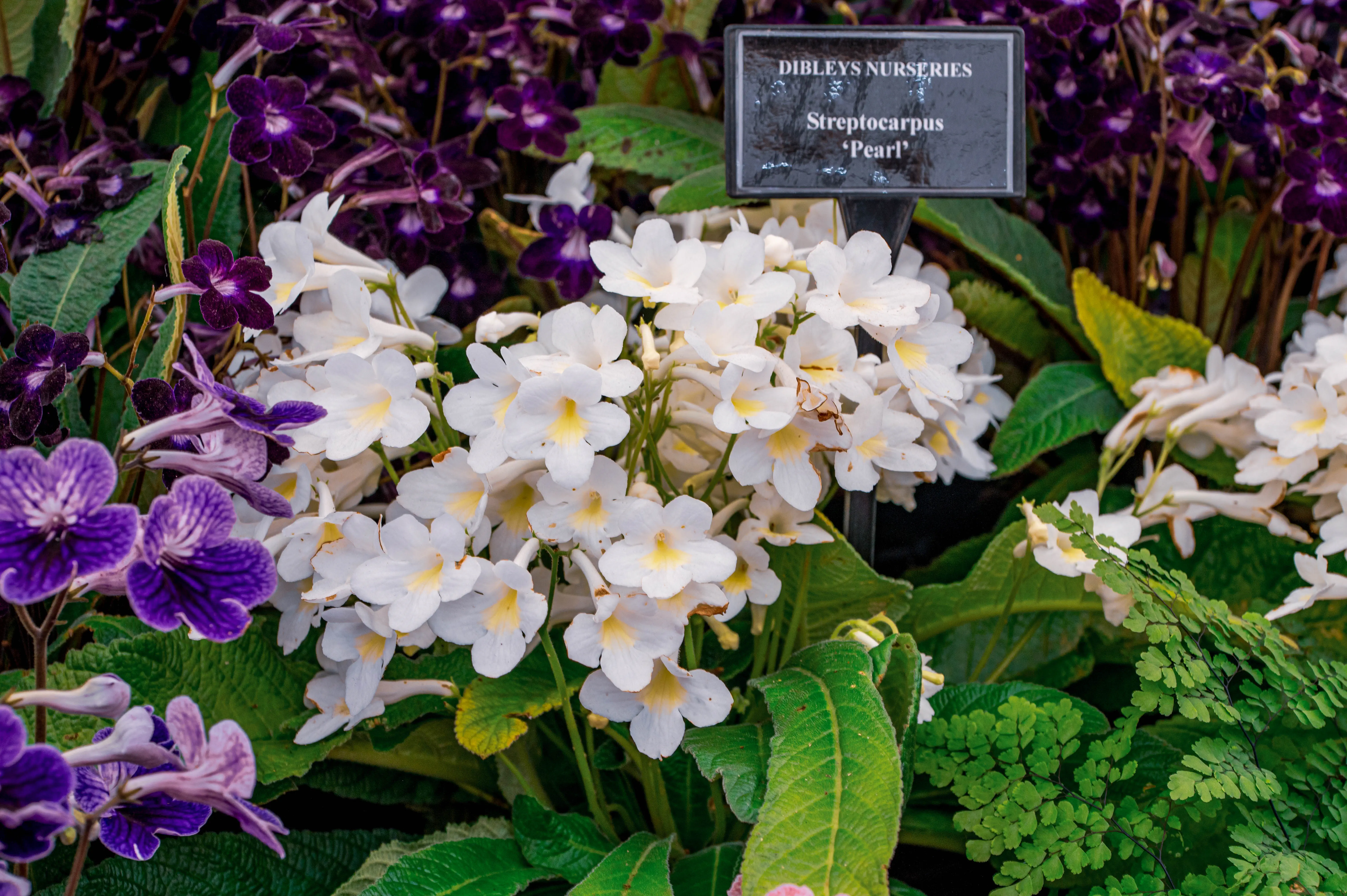 Close-up of a cluster of white Streptocarpus 'Pearl' flowers with yellow centres, contrasted with blurred purple Streptocarpus flowers in the background, and lush green leaves.