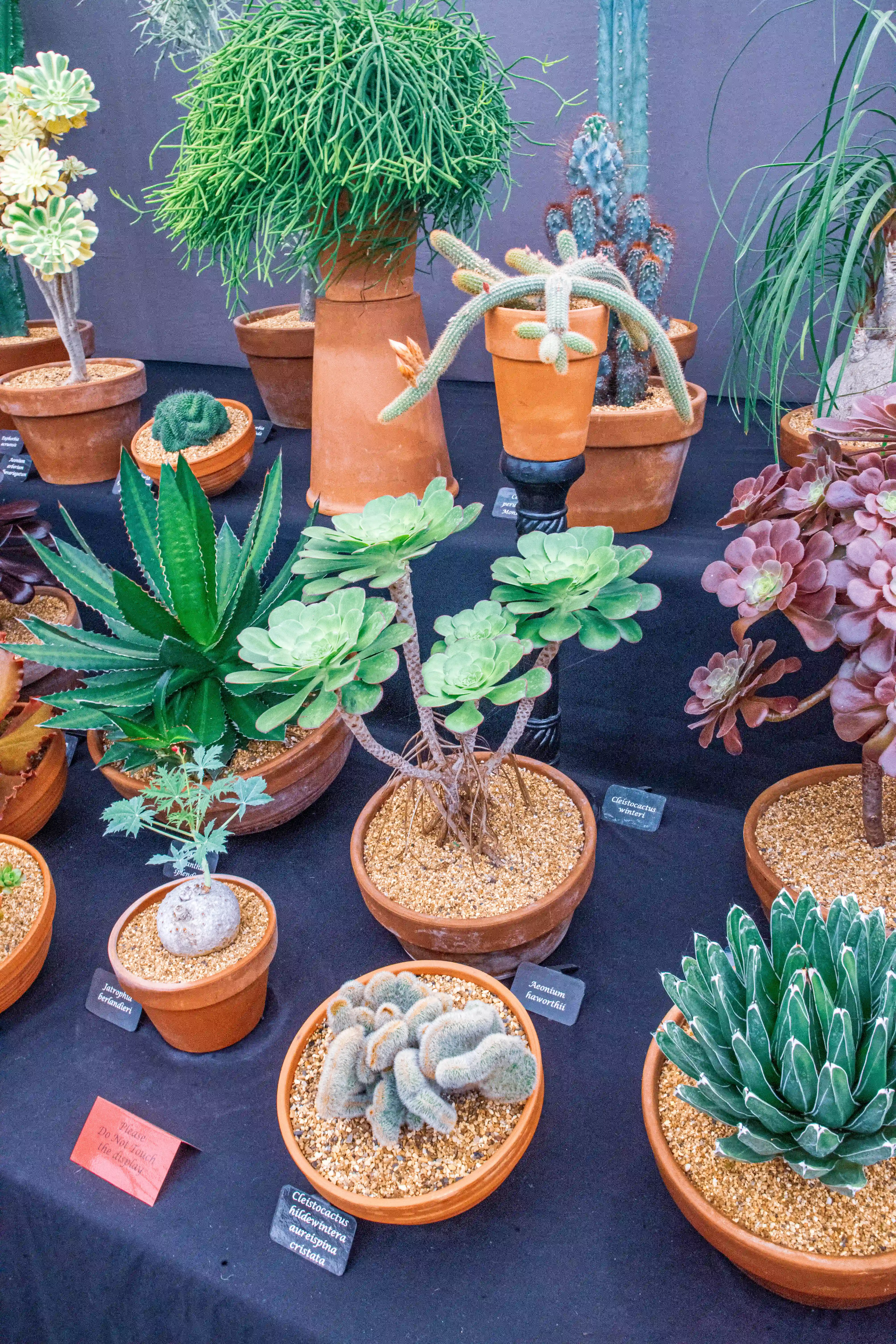 A close-up, eye-level view of a display of potted cacti and succulents, featuring plants with green, blue, and purple hues, and varied textures like fuzzy, spiny, and smooth.