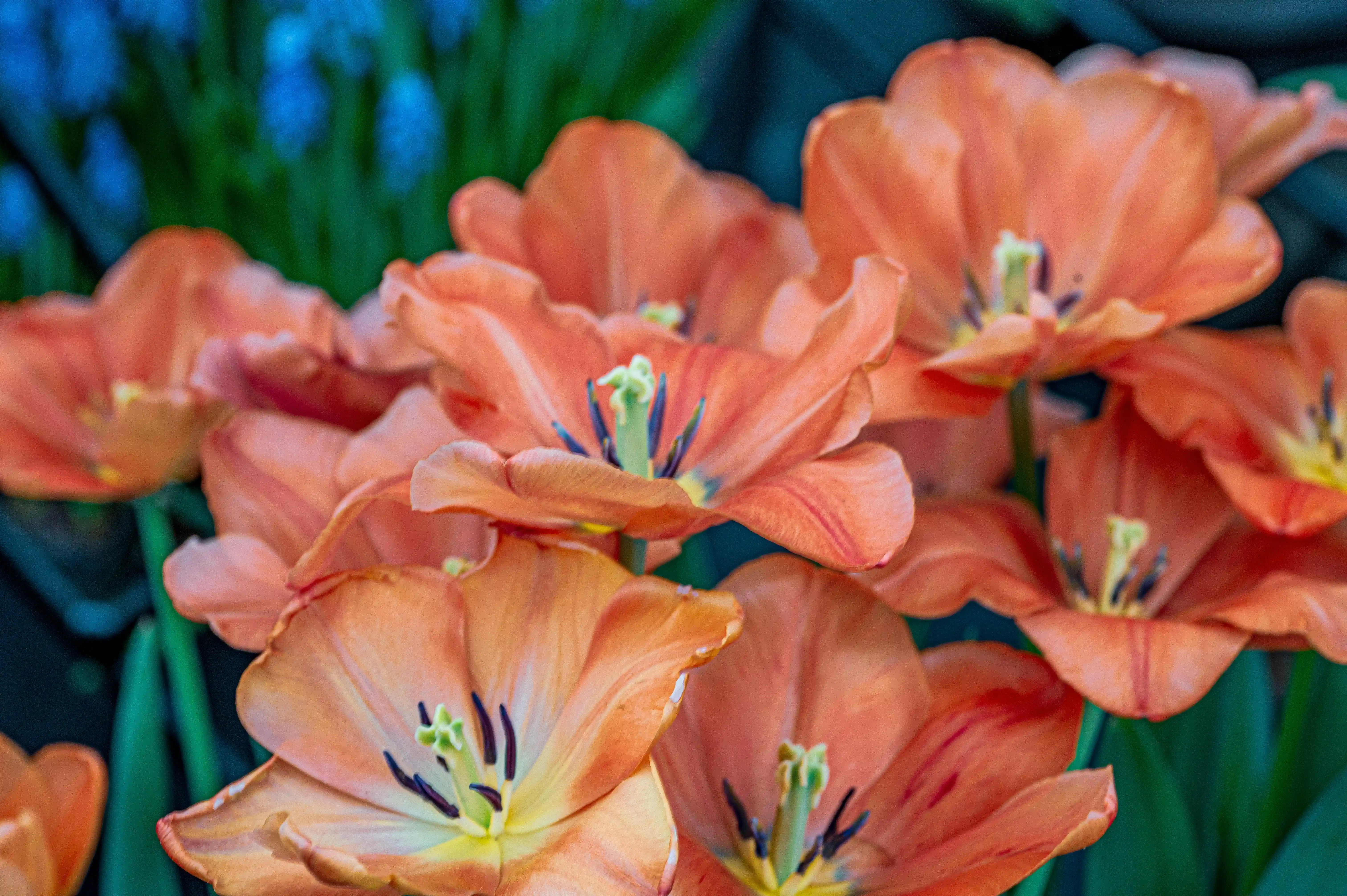 A close-up photograph of several open orange tulips, showing their inner reproductive parts. The background is a blur of blue flowers and green leaves.