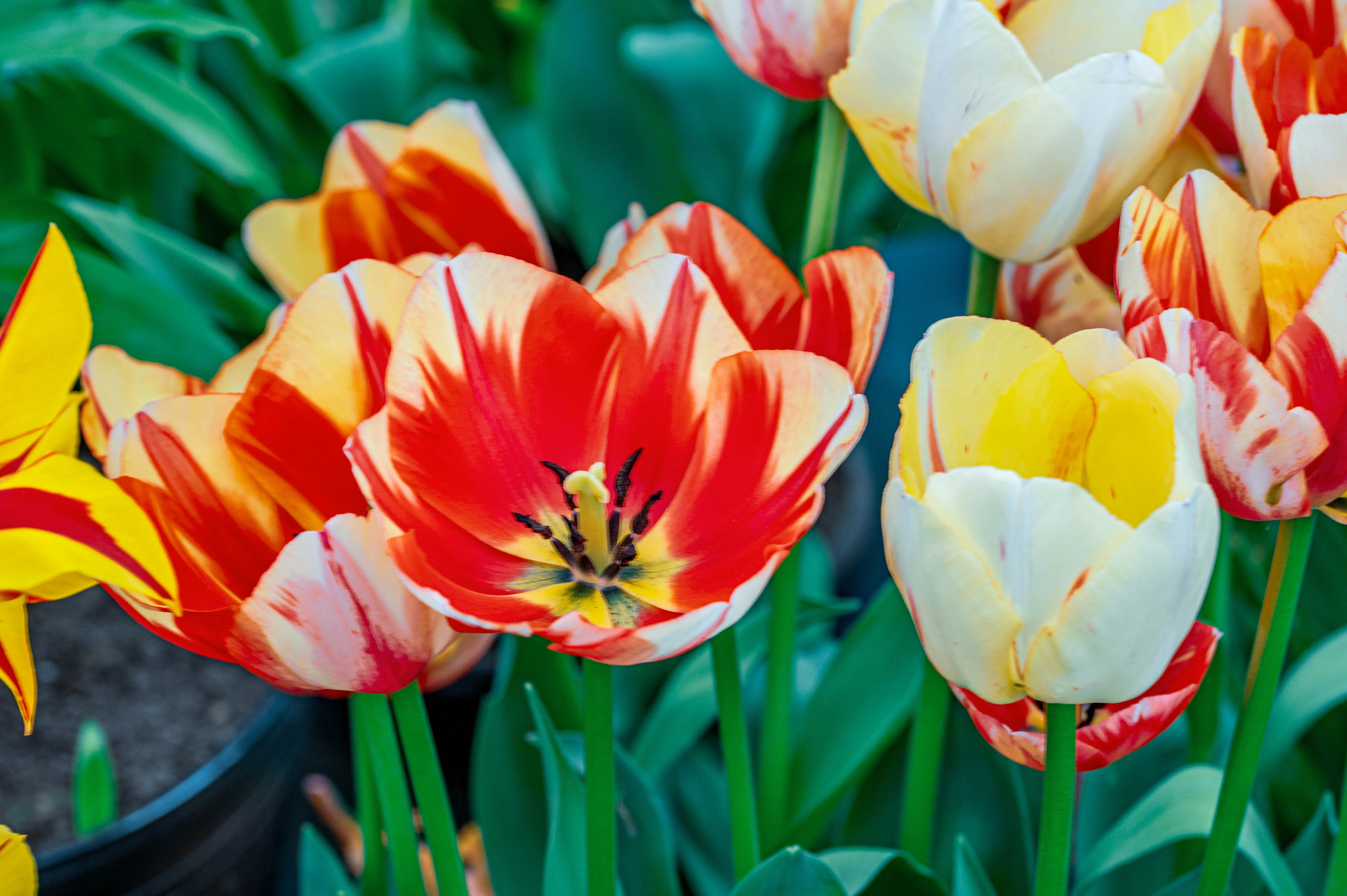 A close-up photograph of several open orange tulips, showing their inner reproductive parts. The background is a blur of blue flowers and green leaves.