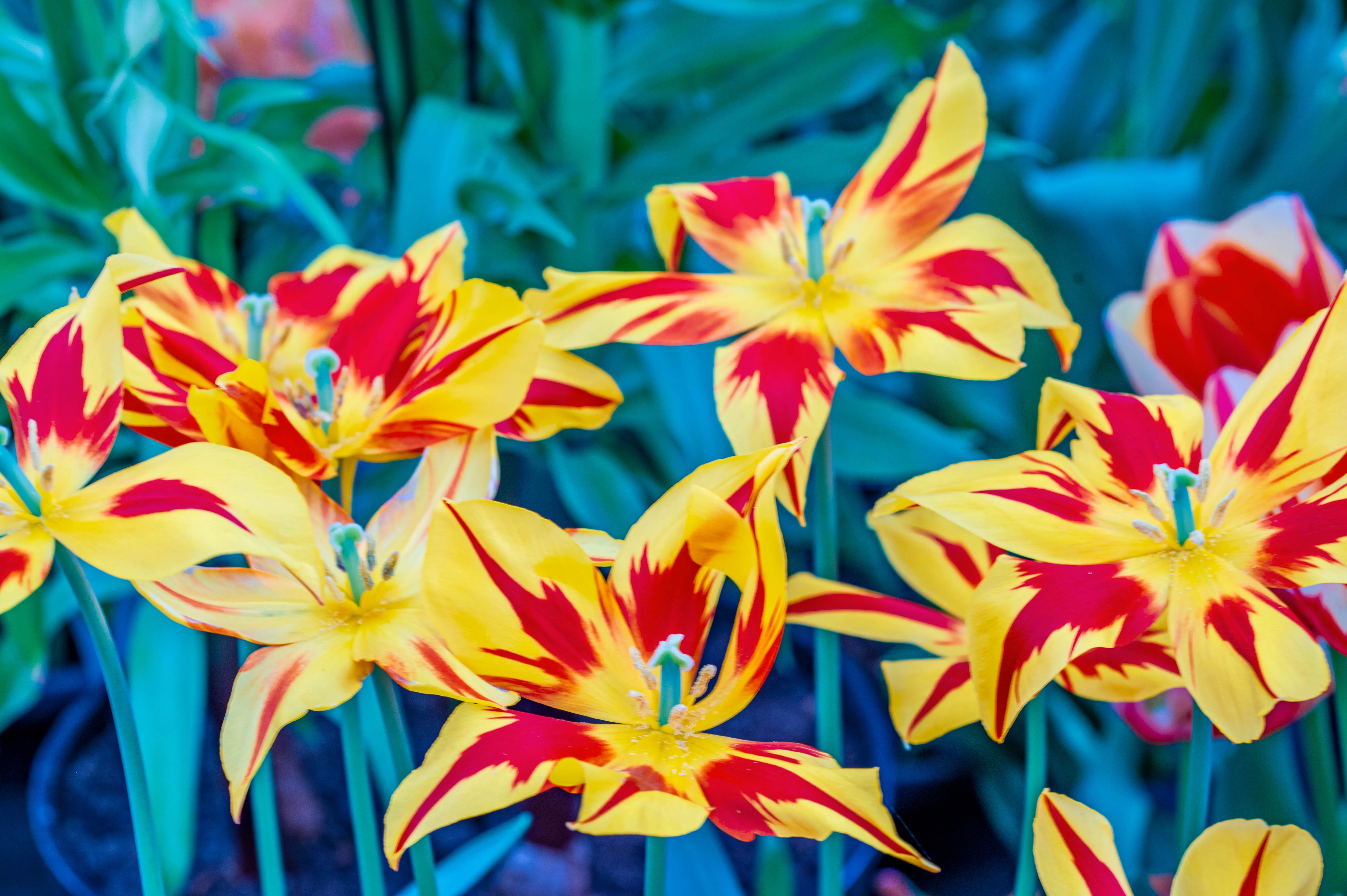 Close-up of several yellow tulips with bold red streaks, some petals pointed and slightly curled, with visible green stamens.