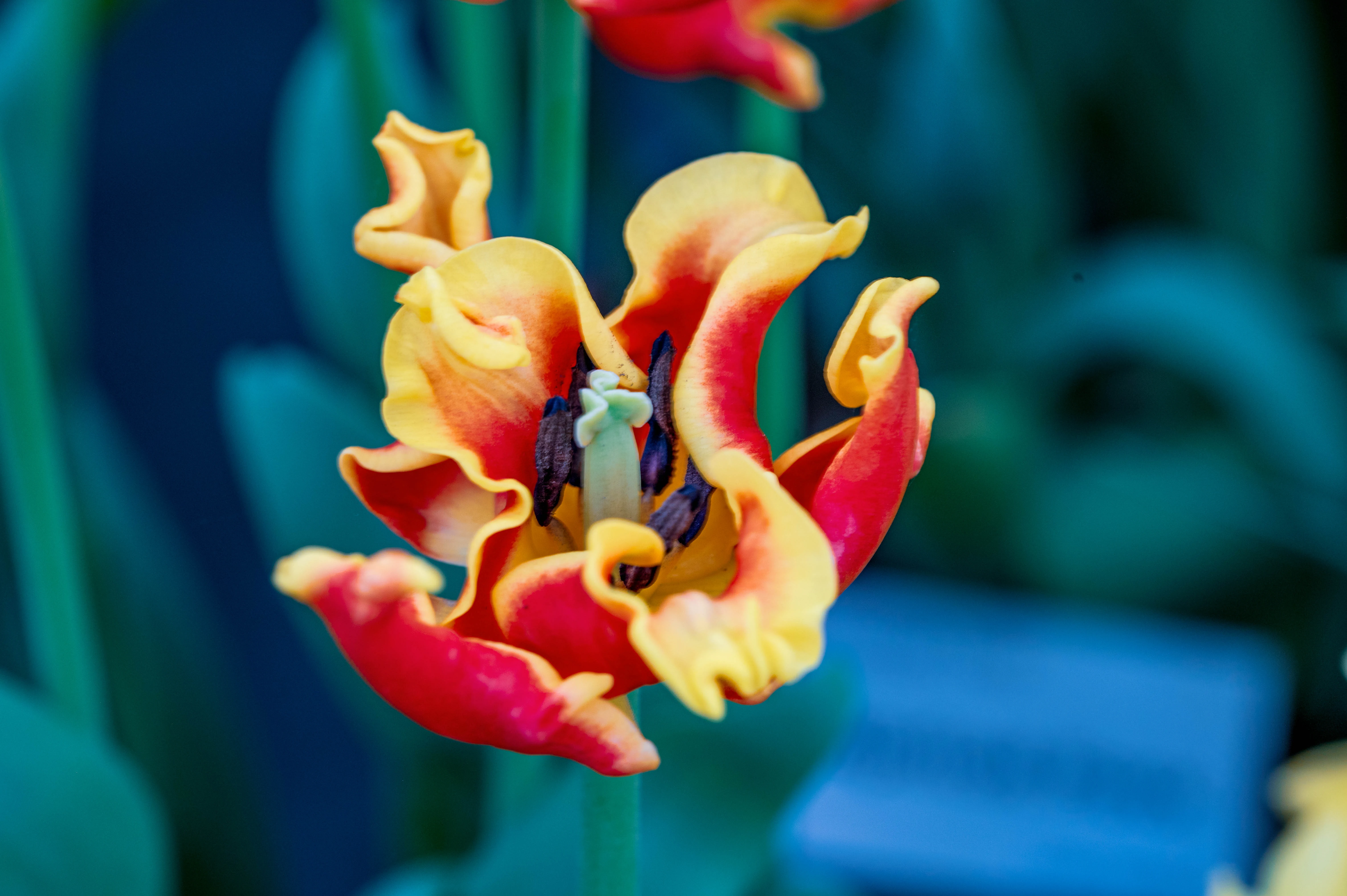 A close-up of a bi-coloured tulip with ruffled red and yellow petals, showcasing its stamens and pistil.