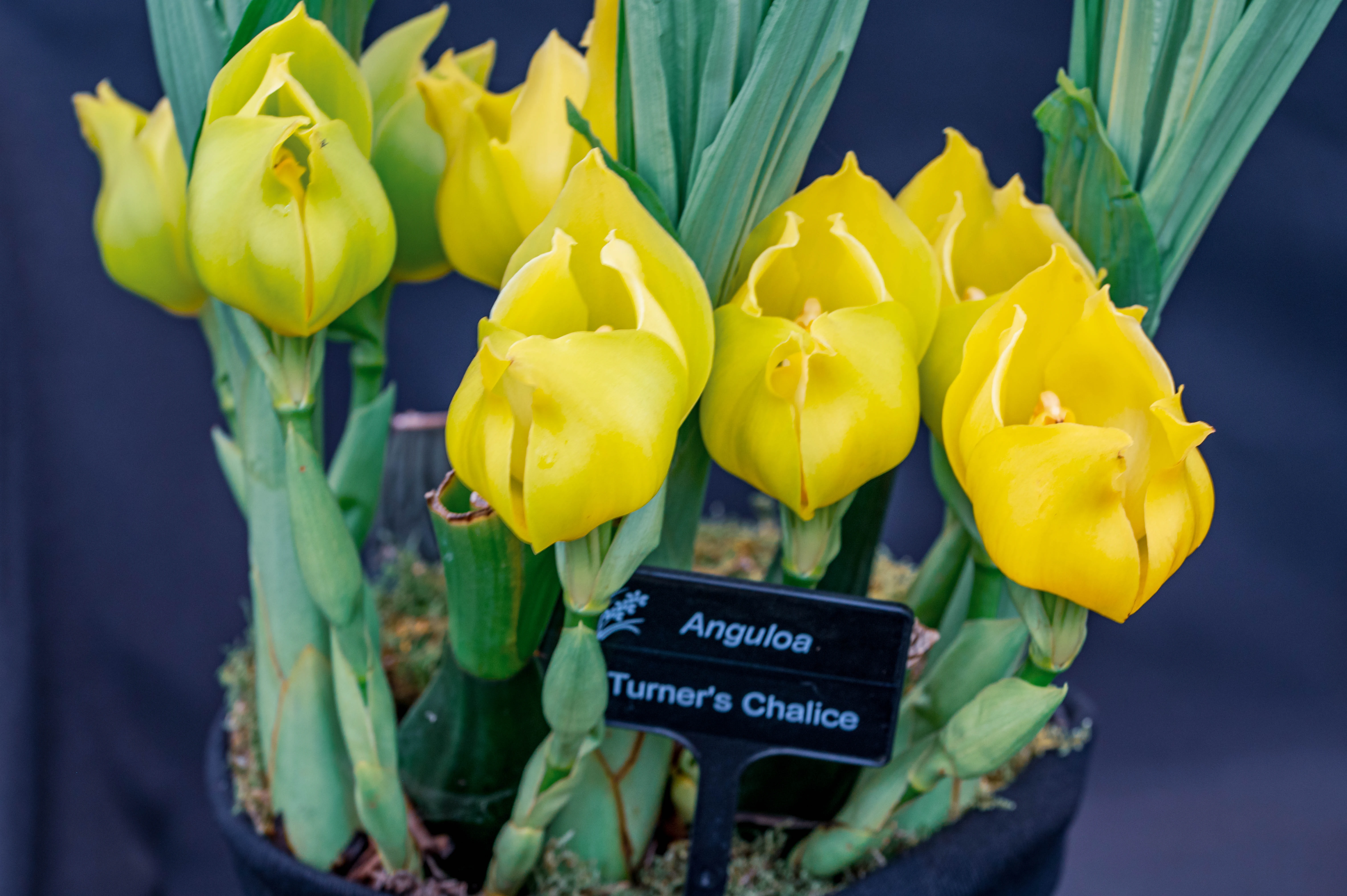 A group of bright yellow Anguloa orchids, named 'Turner's Chalice', with their distinctive cup-shaped flowers and green foliage, presented in a shallow depth of field with a dark background.