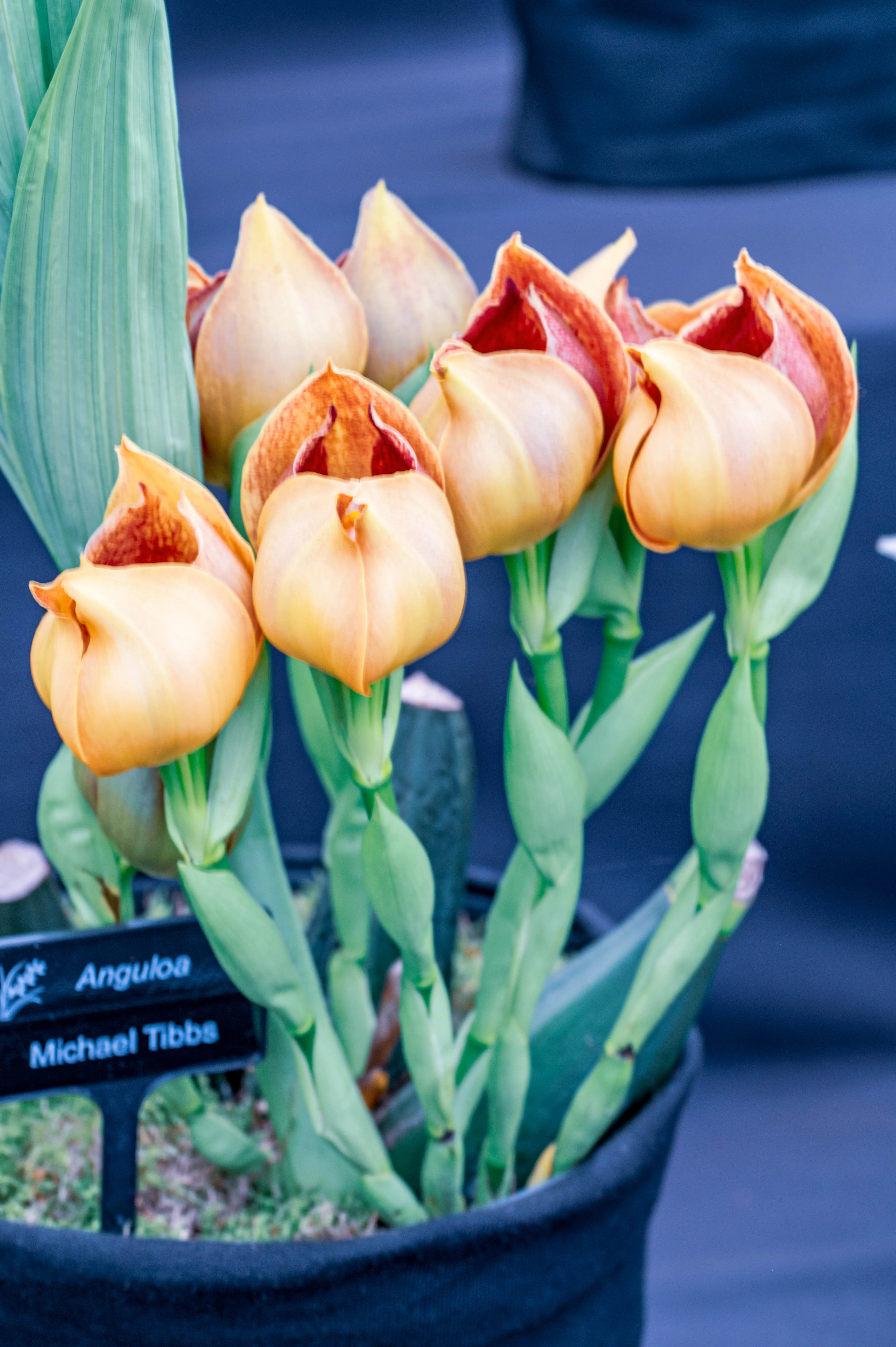 Several Anguloa 'Michael Tibbs' orchids with buttery yellow petals opening to reveal deep rust-coloured interiors, set against a dark blue background.
