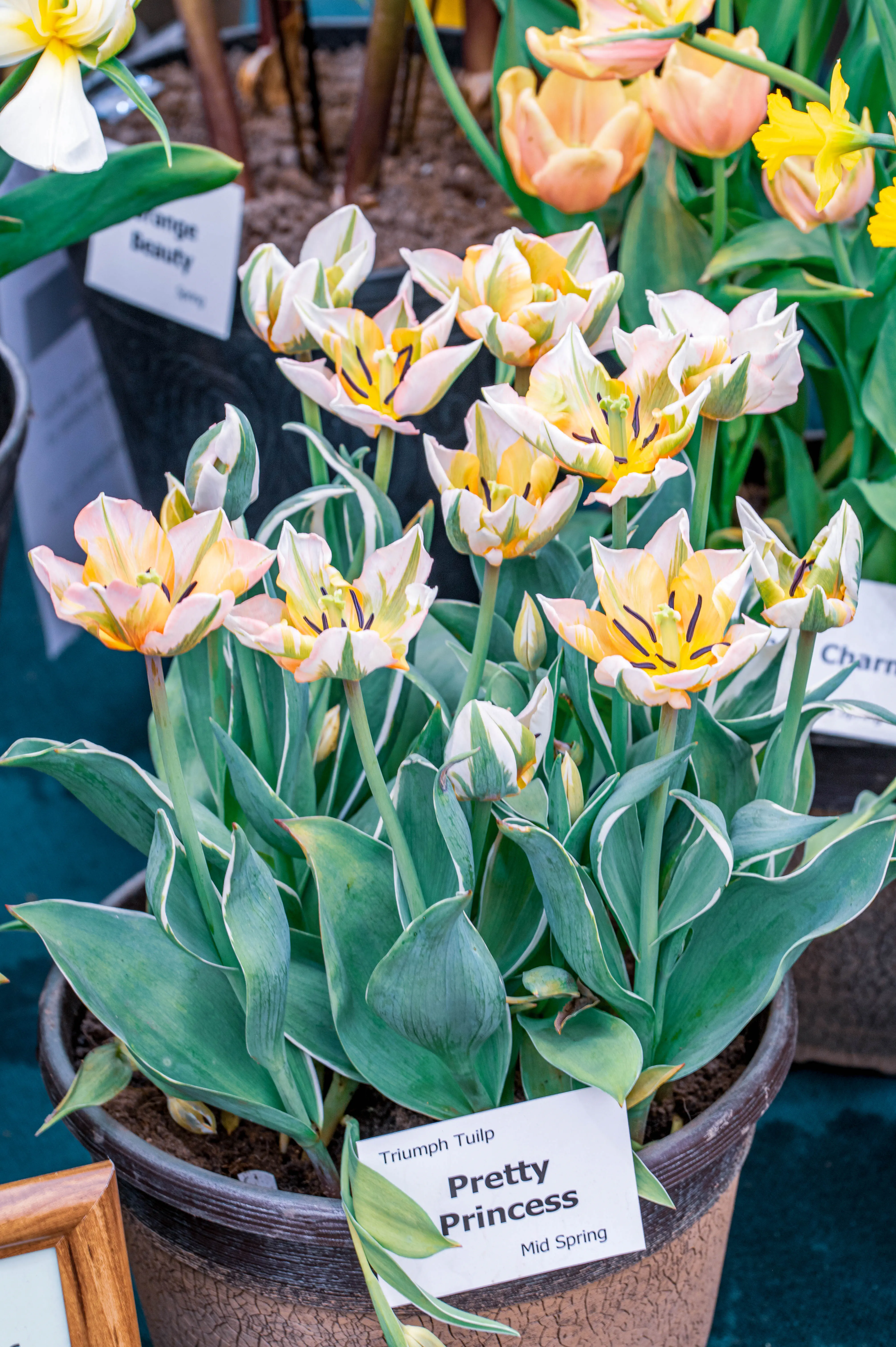 A cluster of 'Pretty Princess' Triumph Tulips with variegated petals of cream, pink, and yellow, edged in white, in a textured pot.