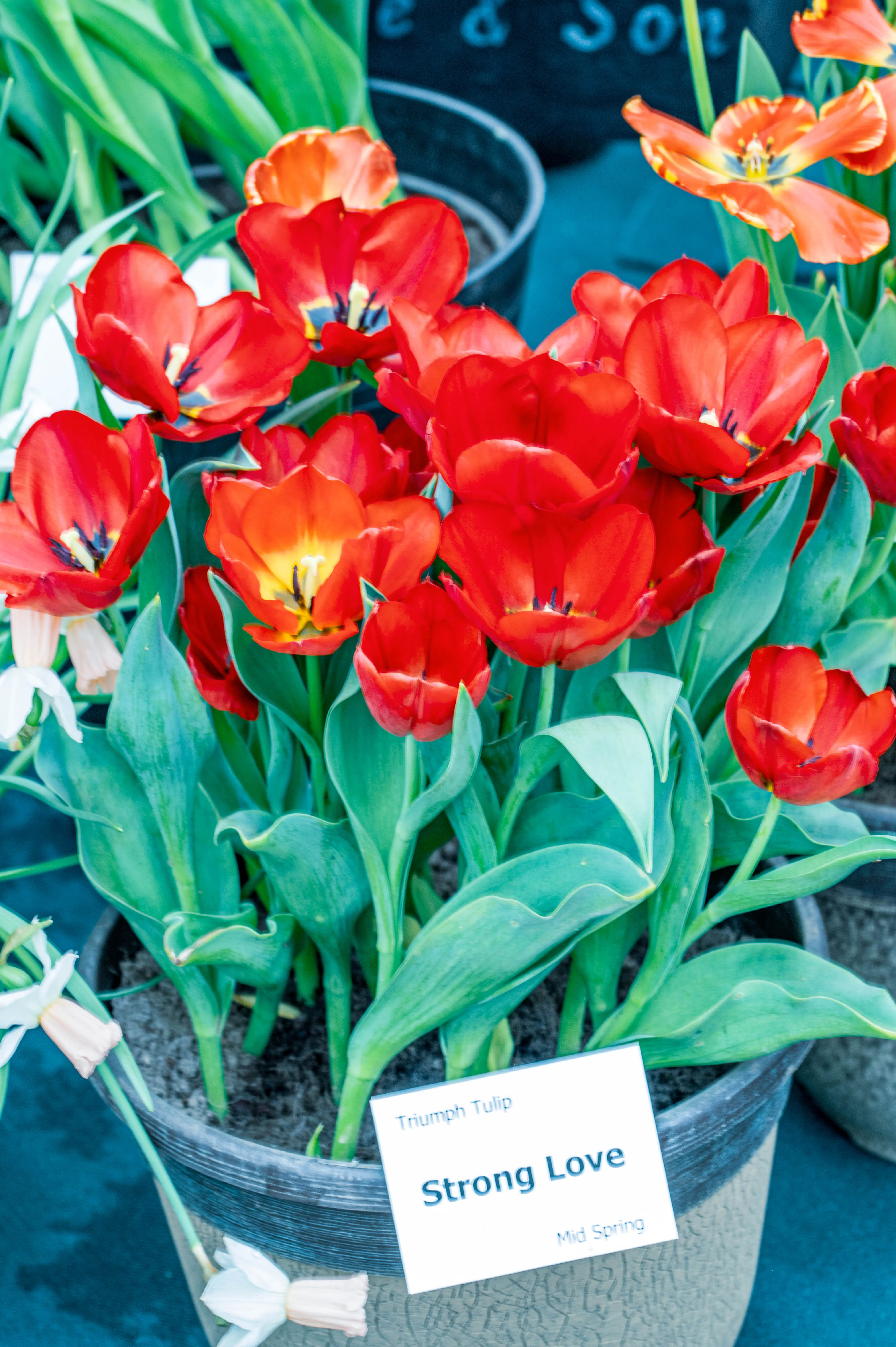 A pot of bright red tulips with yellow-orange centres and lush green leaves, labelled 'Triumph Tulip Strong Love'.