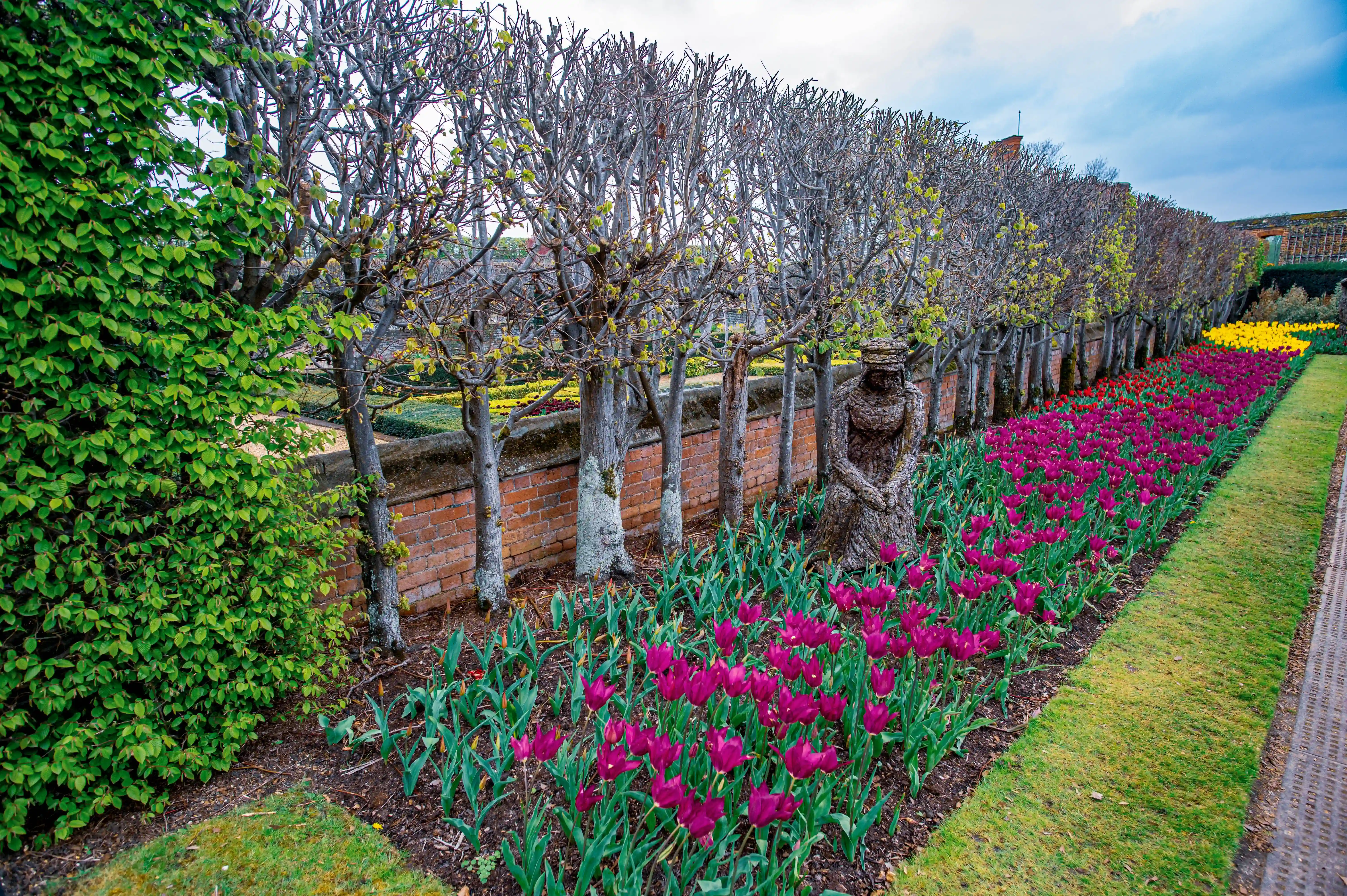 Garden with pruned trees, purple tulips, yellow flowers and a natural-material sculpture beside brick wall and pathway.