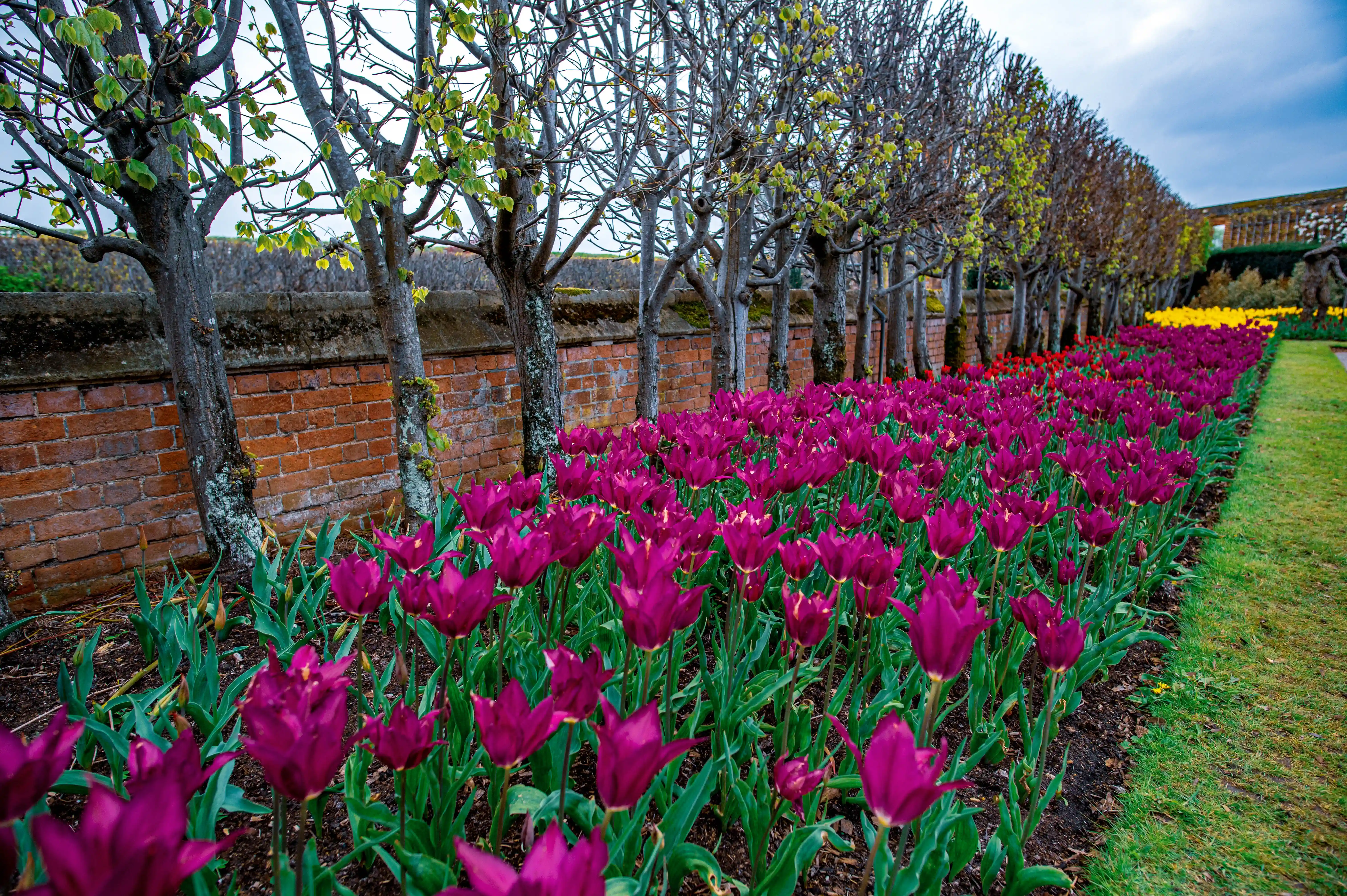 Garden with pruned trees, purple tulips, yellow flowers and a natural-material sculpture beside brick wall and pathway.