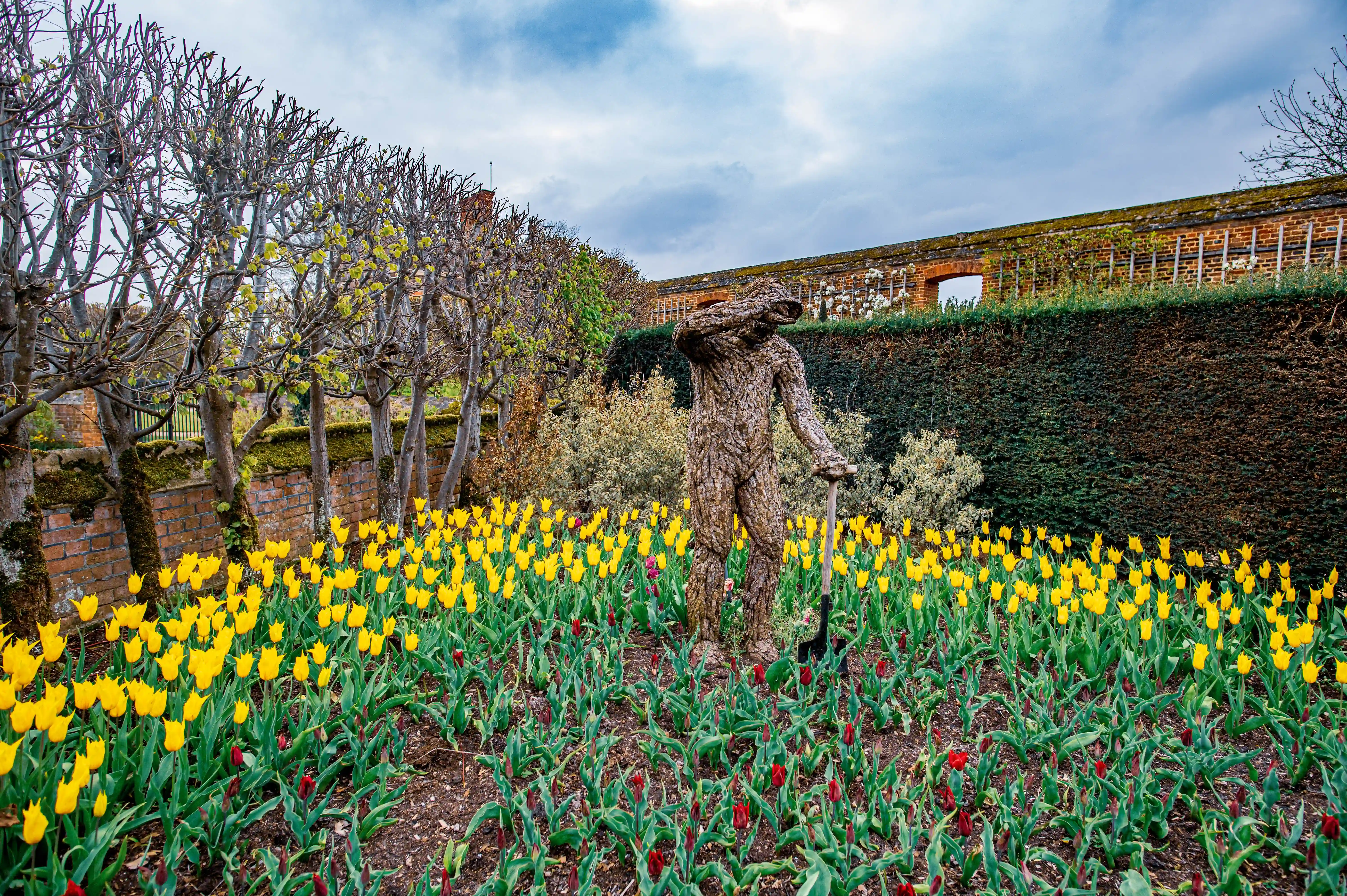 A close-up view of a bed of tulips with a mix of creamy white and deep burgundy flowers, surrounded by their lush green leaves.