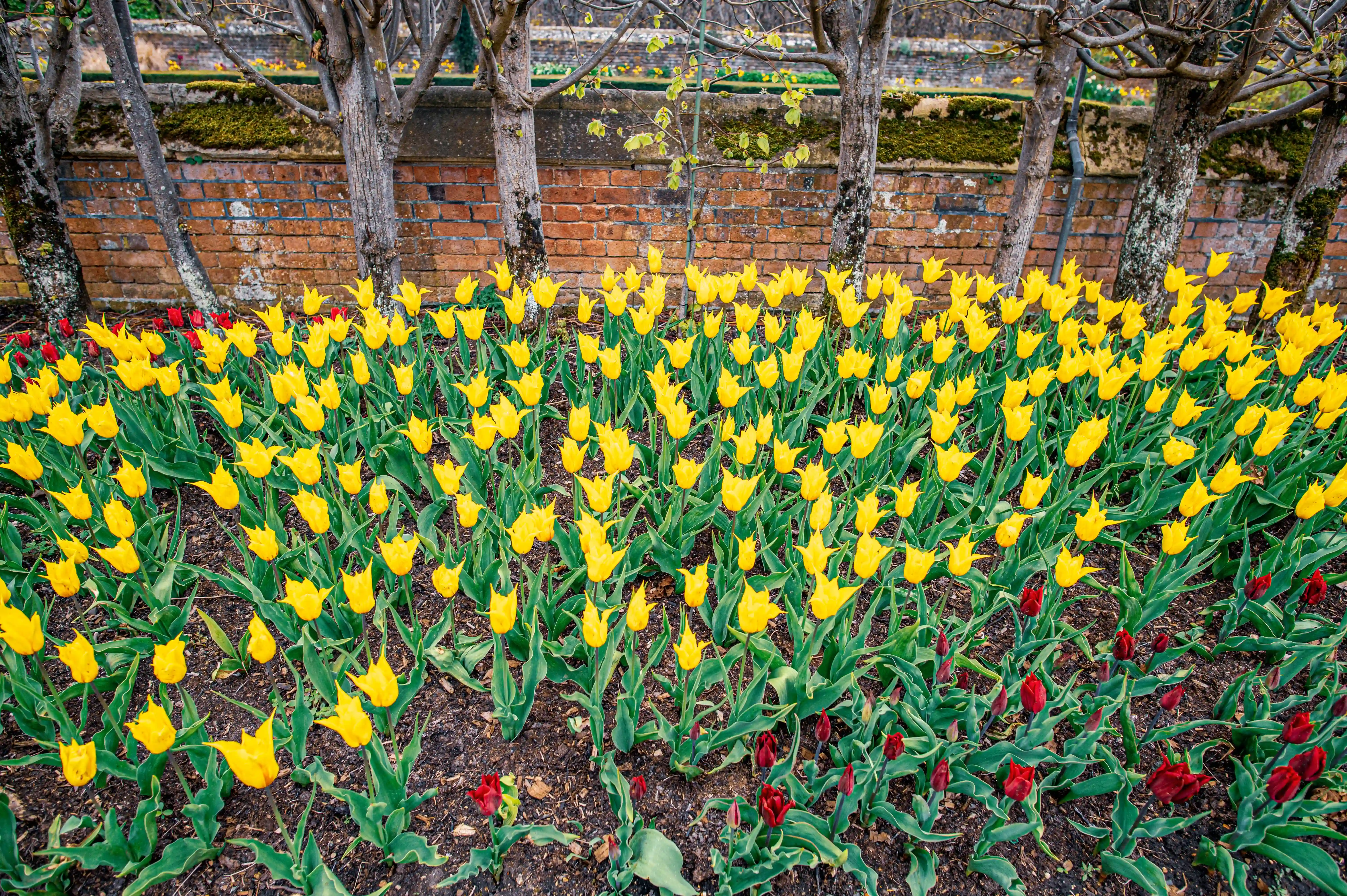 Yellow tulip rows with red tulips in front of brick wall and evenly spaced tree trunks.