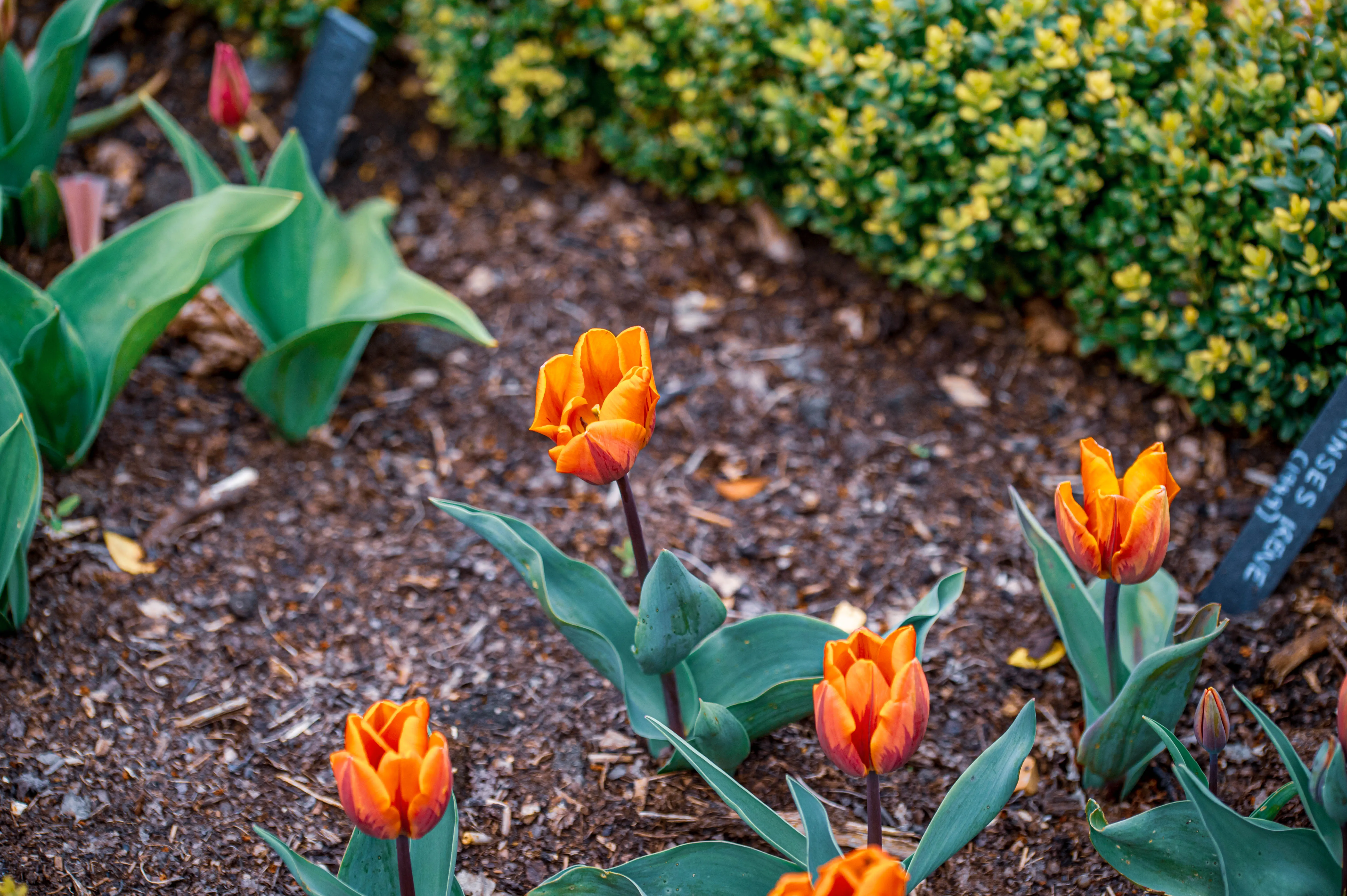 Several bright orange tulips are in bloom, with their petals unfurling to reveal a mix of orange and red hues. The flowers have smooth, pointed petals and broad, grey-green leaves. They are planted in dark brown soil with scattered mulch. A blurred green hedge forms the background.