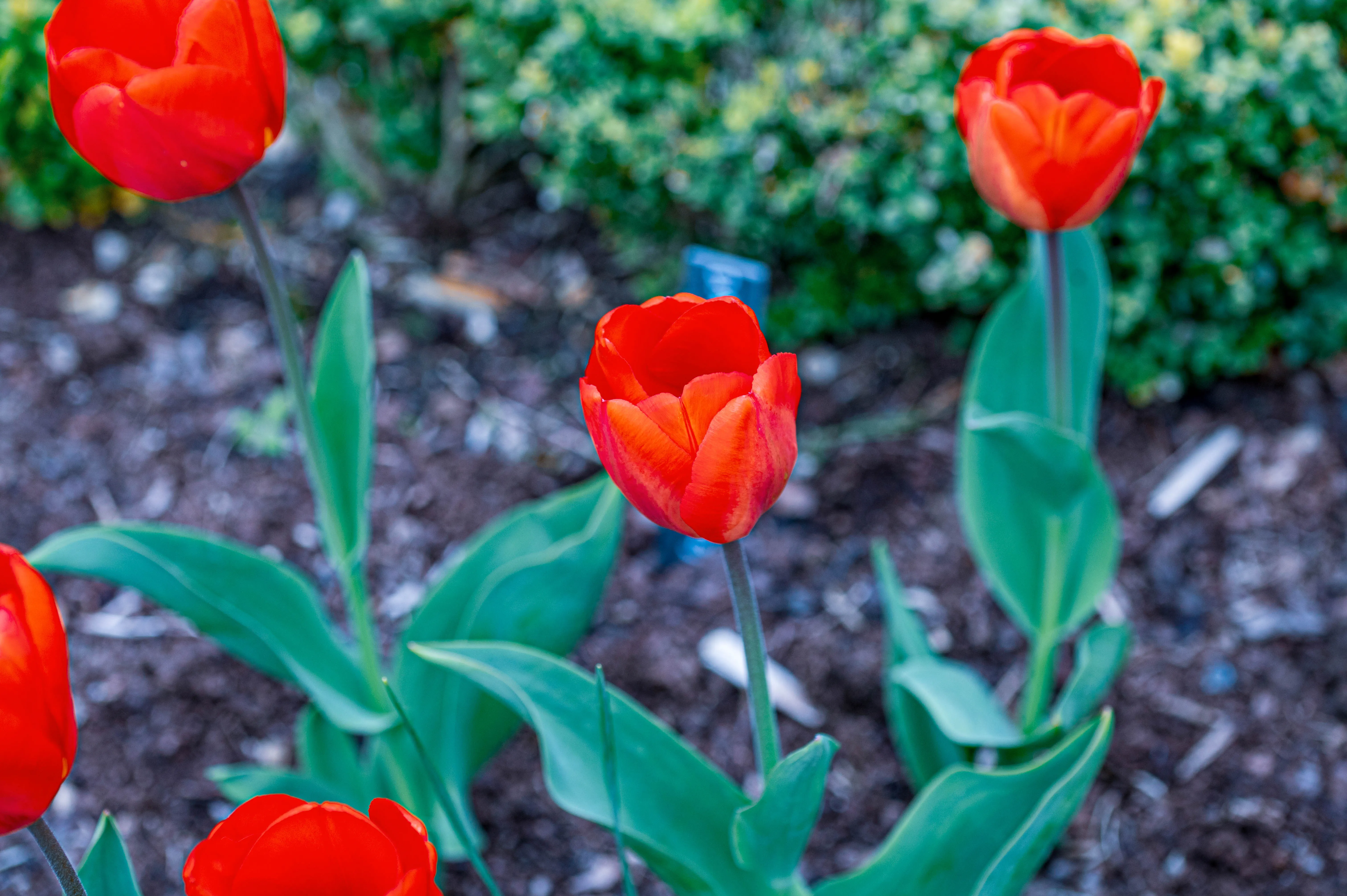 Several bright red tulip flowers with green leaves are in focus, with a blurred green shrubbery background.