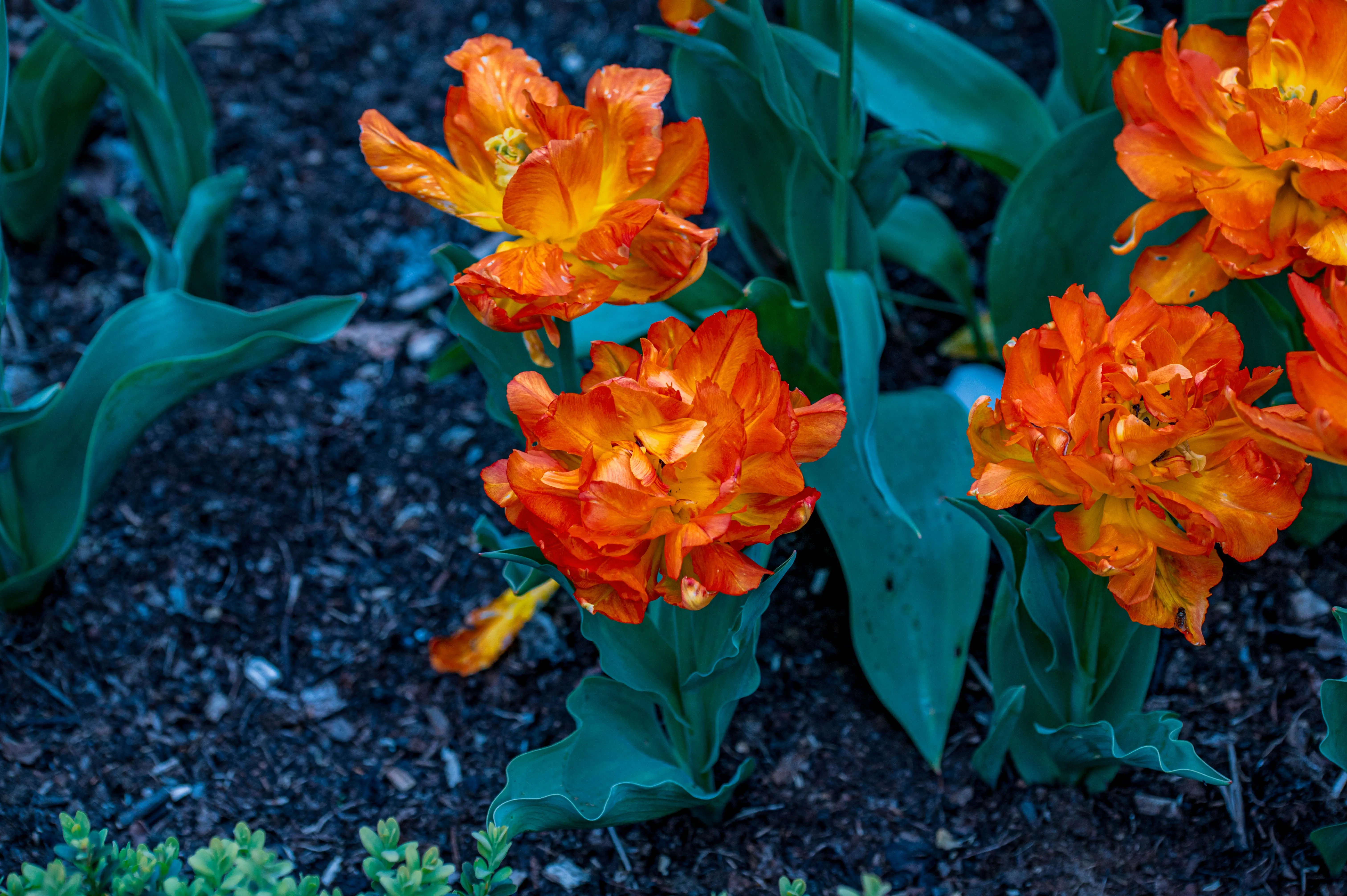 Close-up of several fully bloomed, bright orange double tulips with ruffled petals, surrounded by dark soil and green leaves.