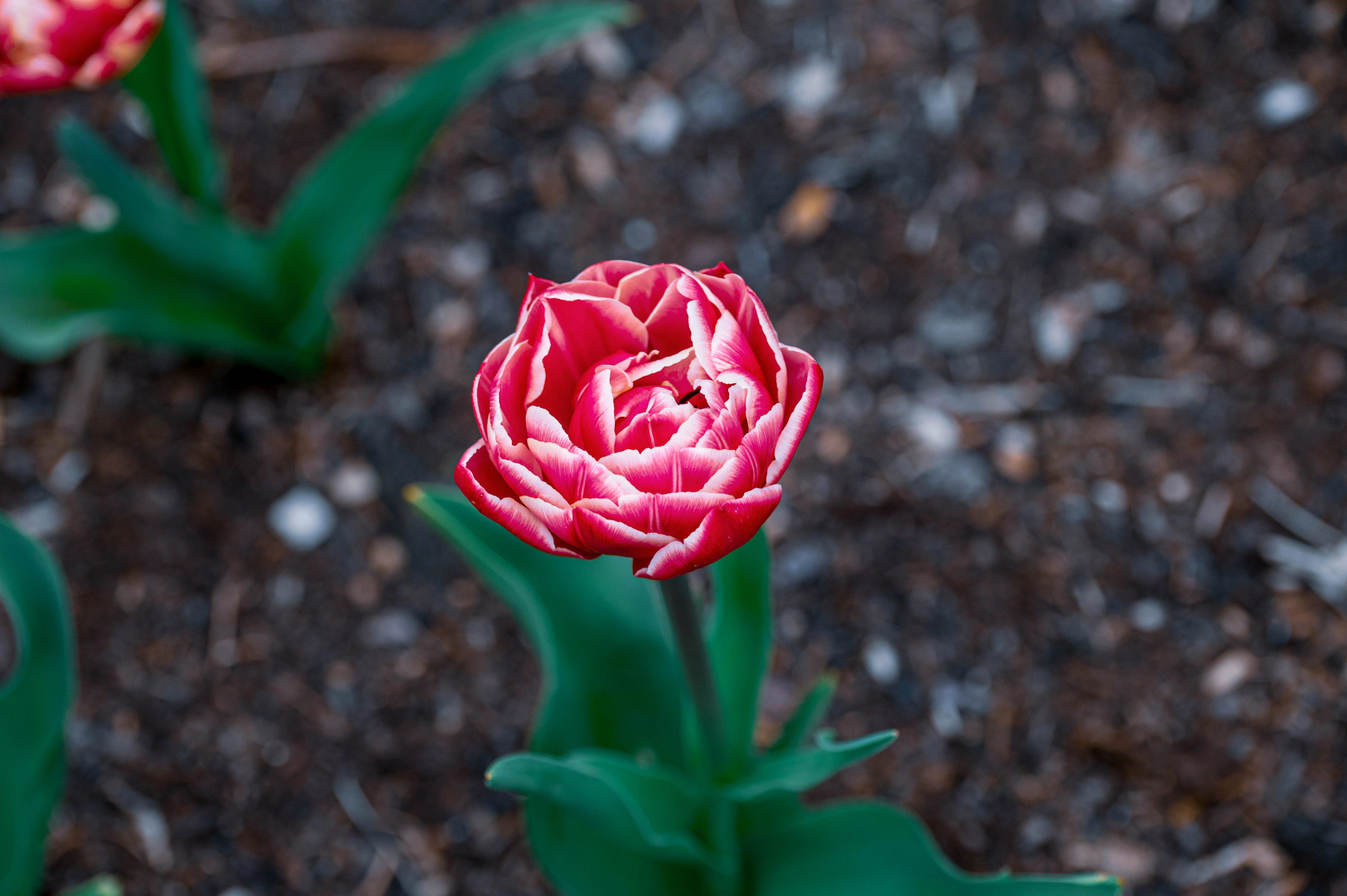 Top-down view of a fully opened double tulip flower with ruffled, layered petals in shades of deep pink and white. Green tulip leaves emerge from the stem, and the background is a soft blur of dark soil and small pebbles.