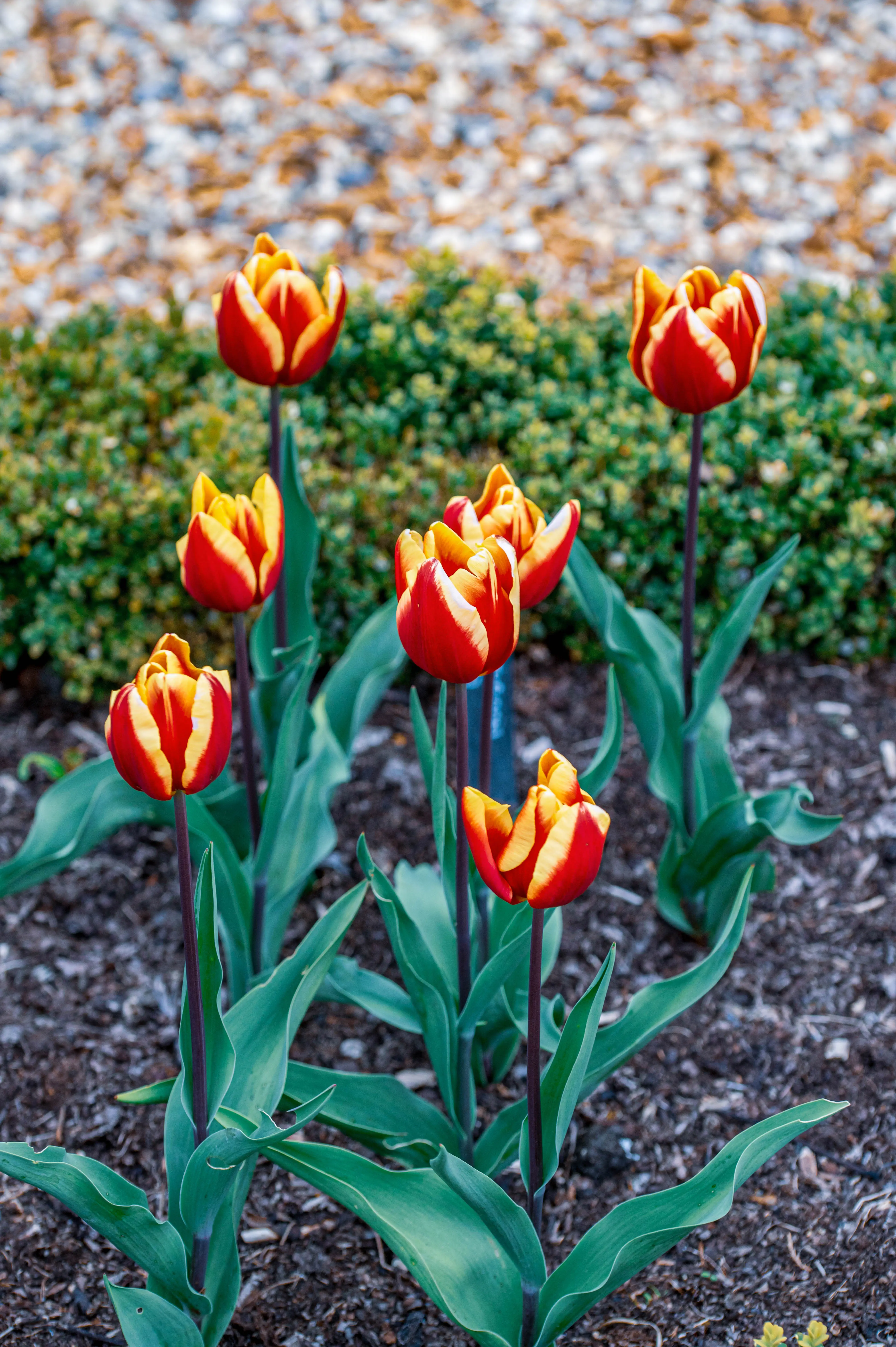 A group of seven red and yellow striped tulips in a garden bed.