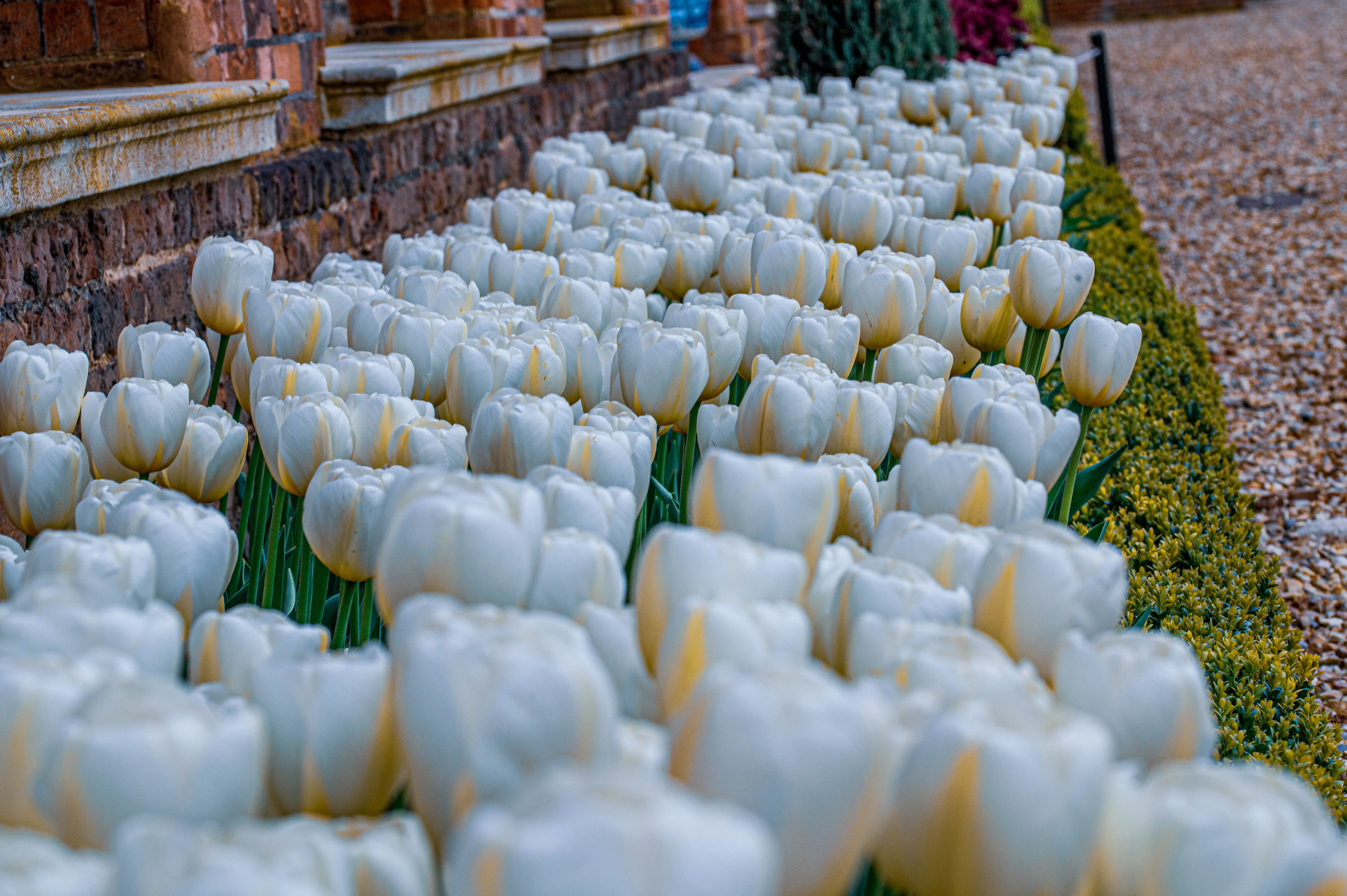 A close-up, low-angle view of numerous white tulips planted in neat rows along a garden border. The tulips are in full bloom, showcasing their cup-like shape.