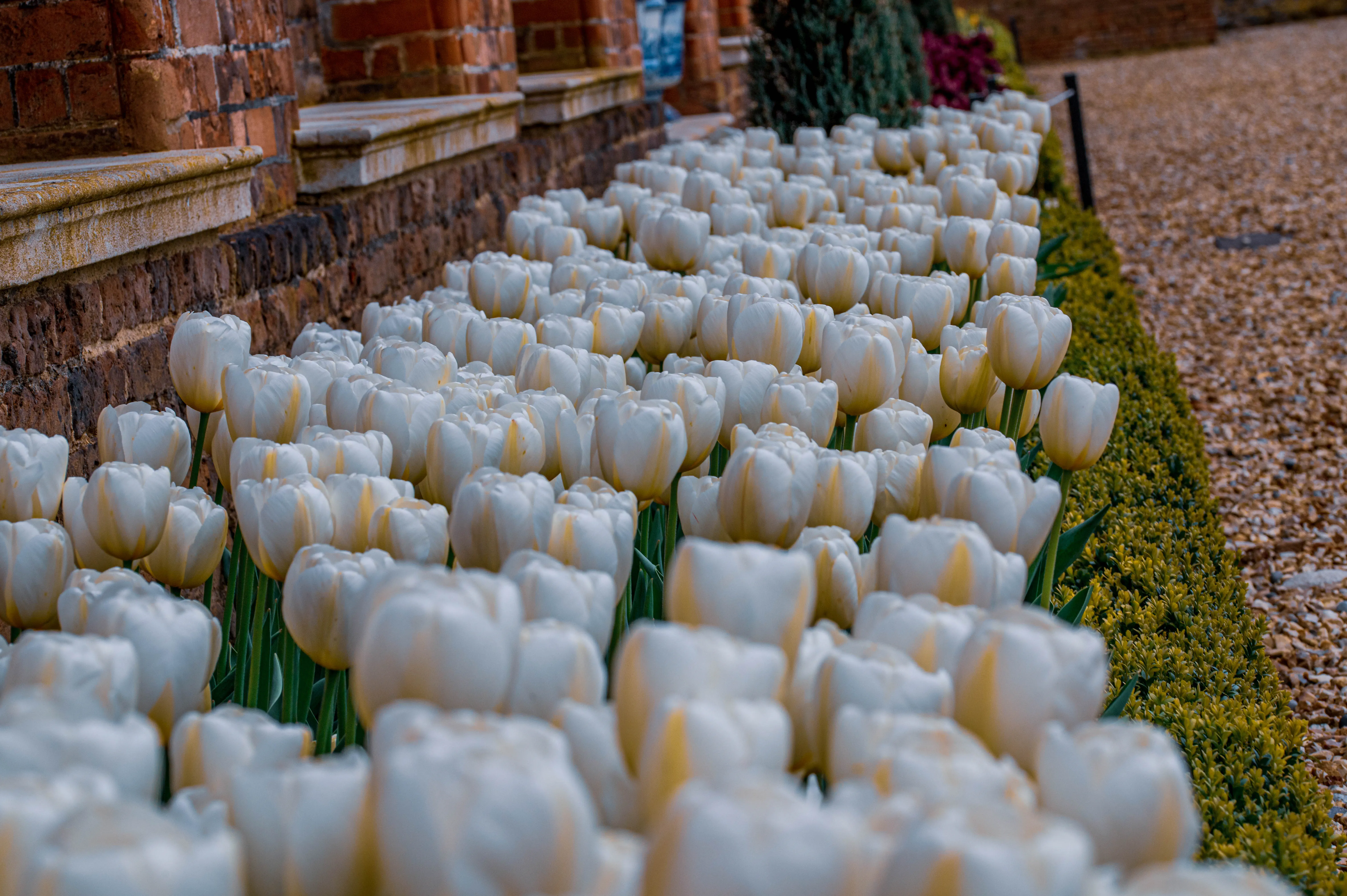 A close-up, low-angle view of numerous white tulips planted in neat rows along a garden border. The tulips are in full bloom, showcasing their cup-like shape.