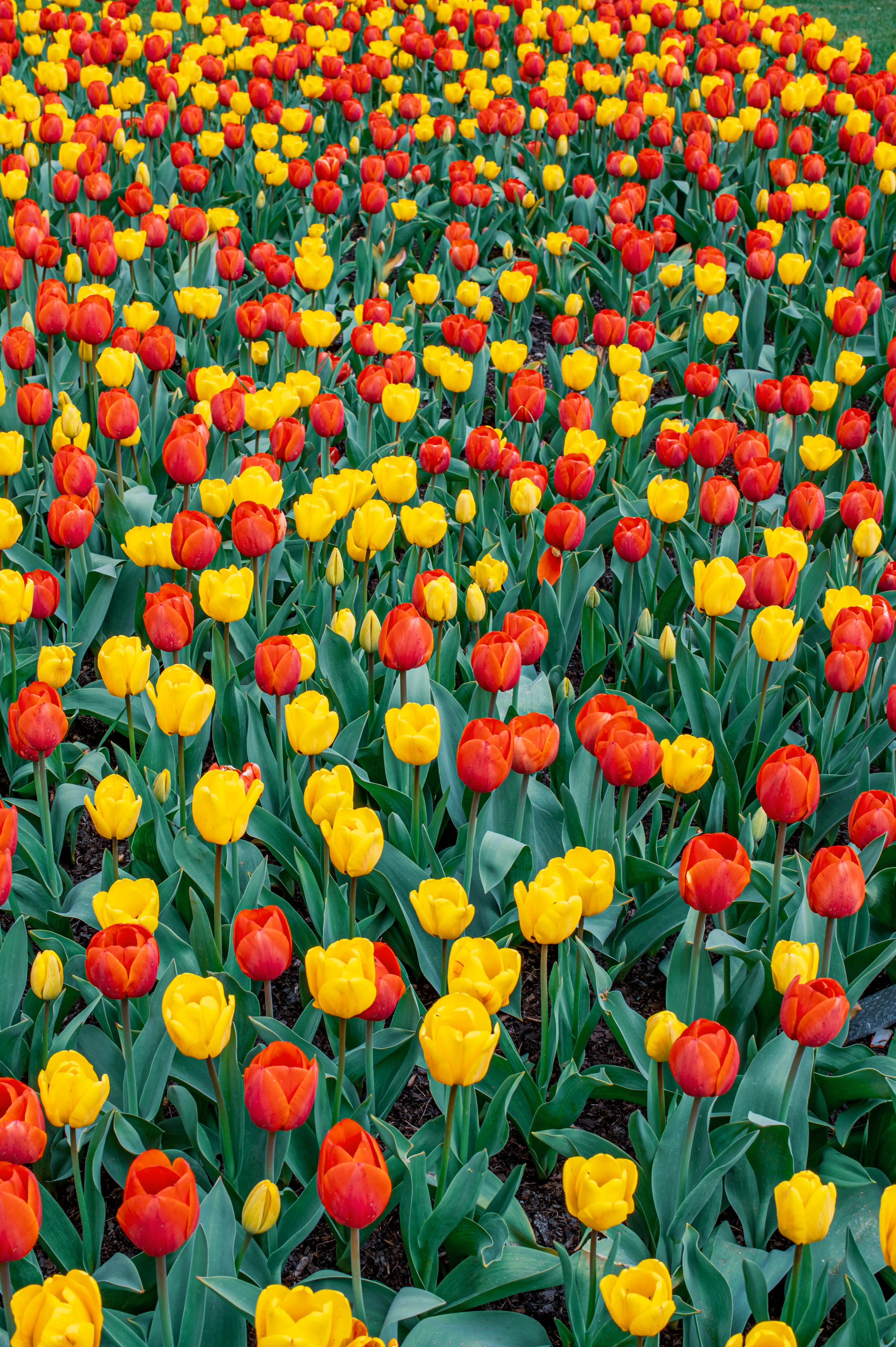 Dense bed of red and yellow tulips with green foliage.